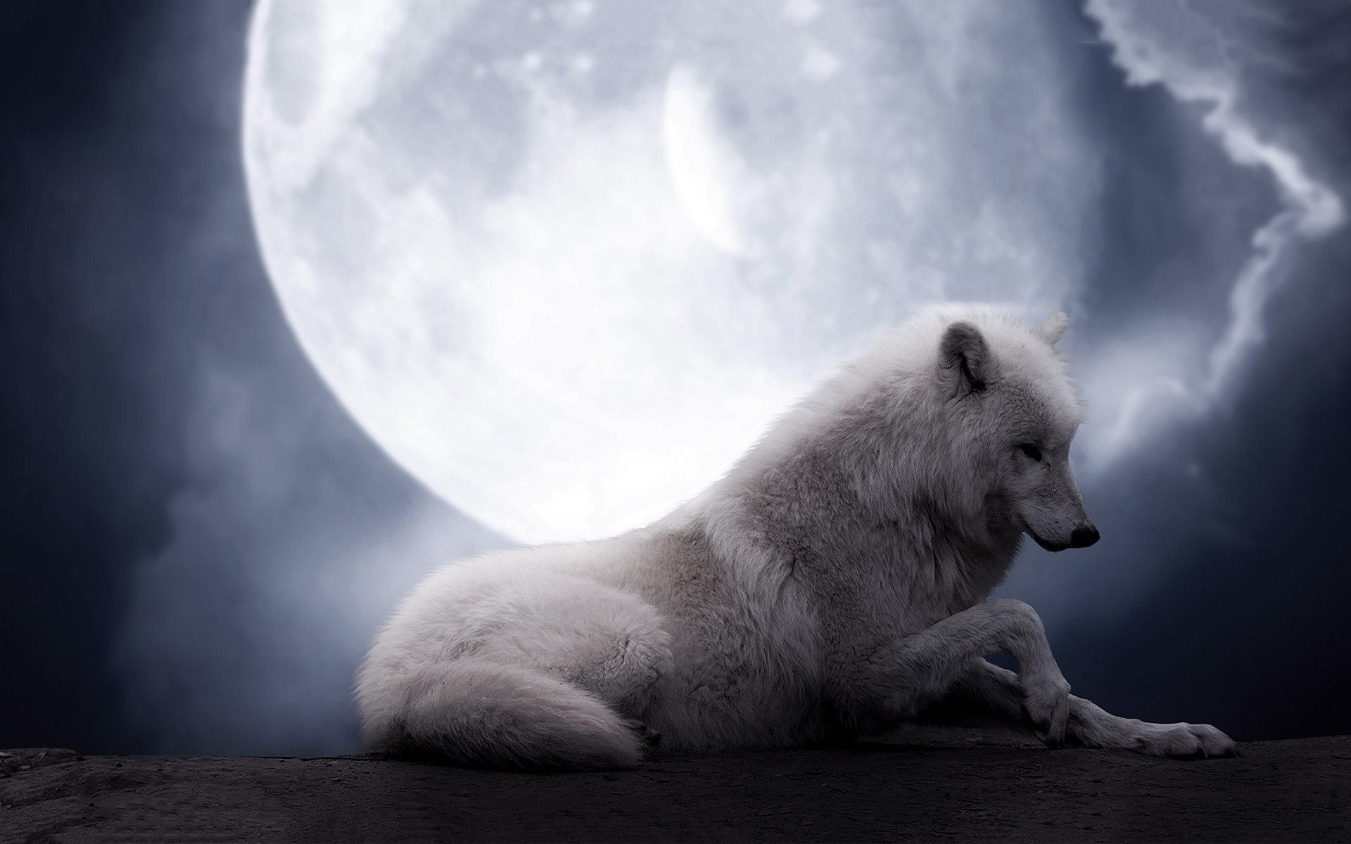 1920x1200 Animal Moon Night White Wolf Wolf Wallpaper Resolution: ID:1019526