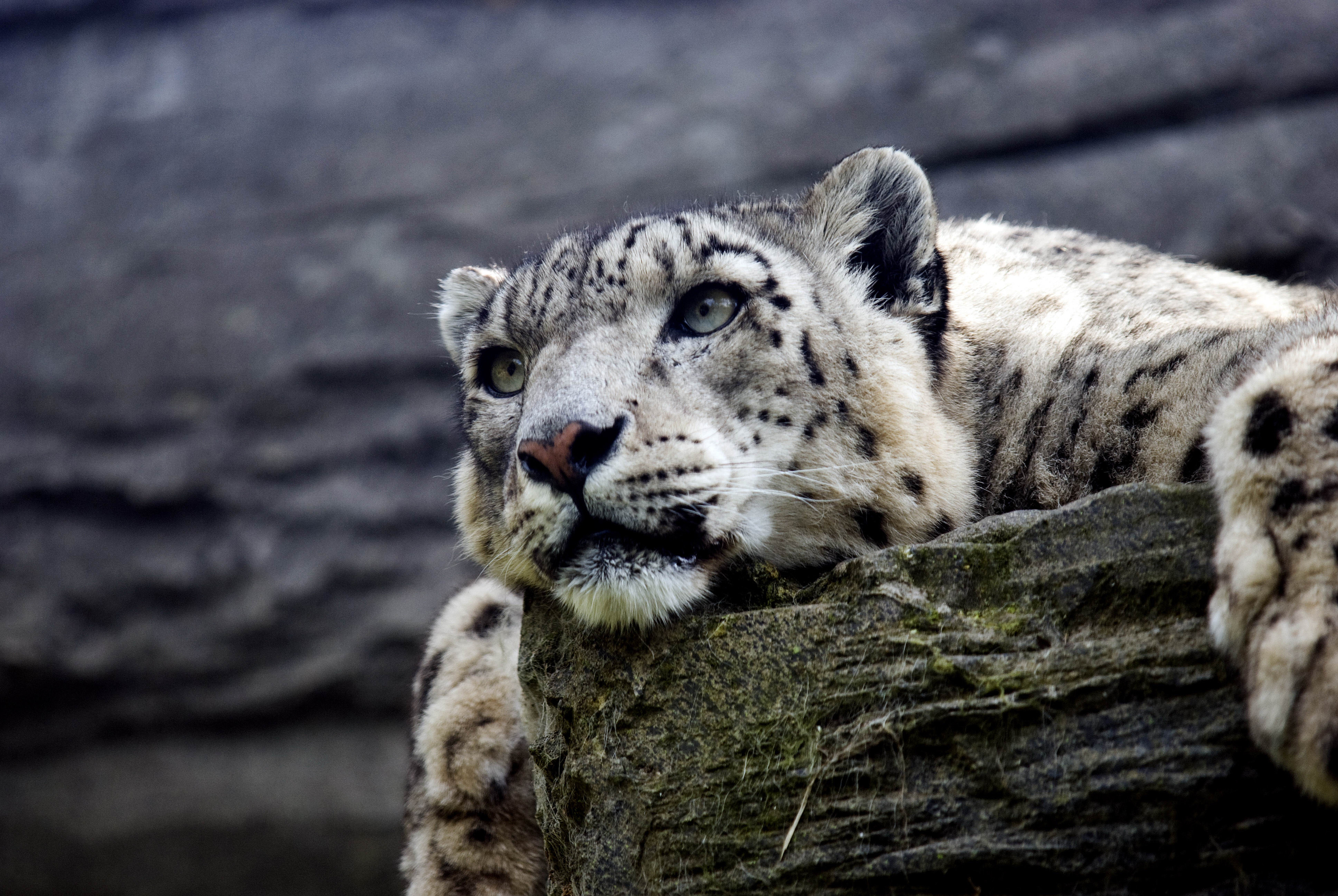3000x2008 Snow Leopard Hd, HD Animals, 4k Wallpapers, Images, Backgrounds, Photos and Pictures