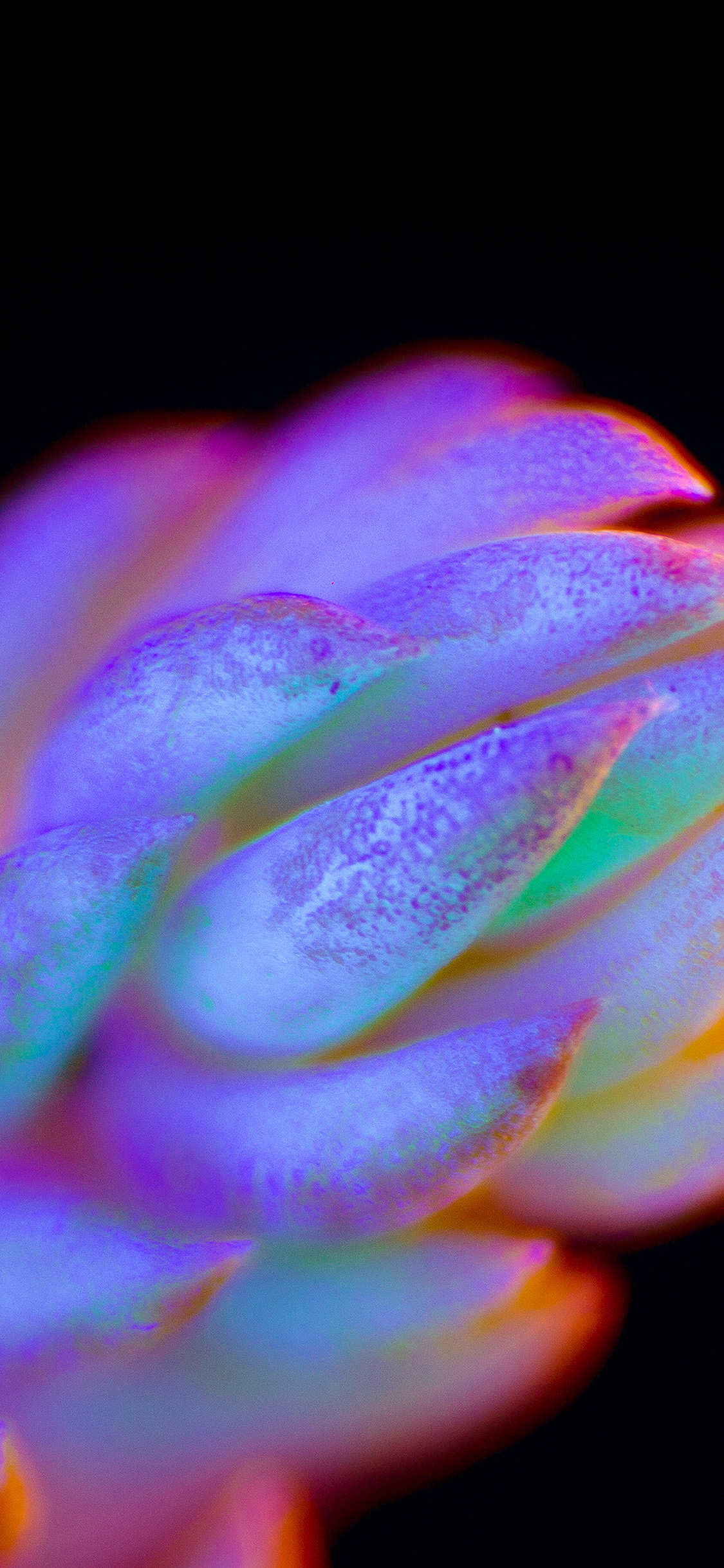 1125x2436 | iPhone X wallpaper | bg80-neon-creature-dark-colorflower-art