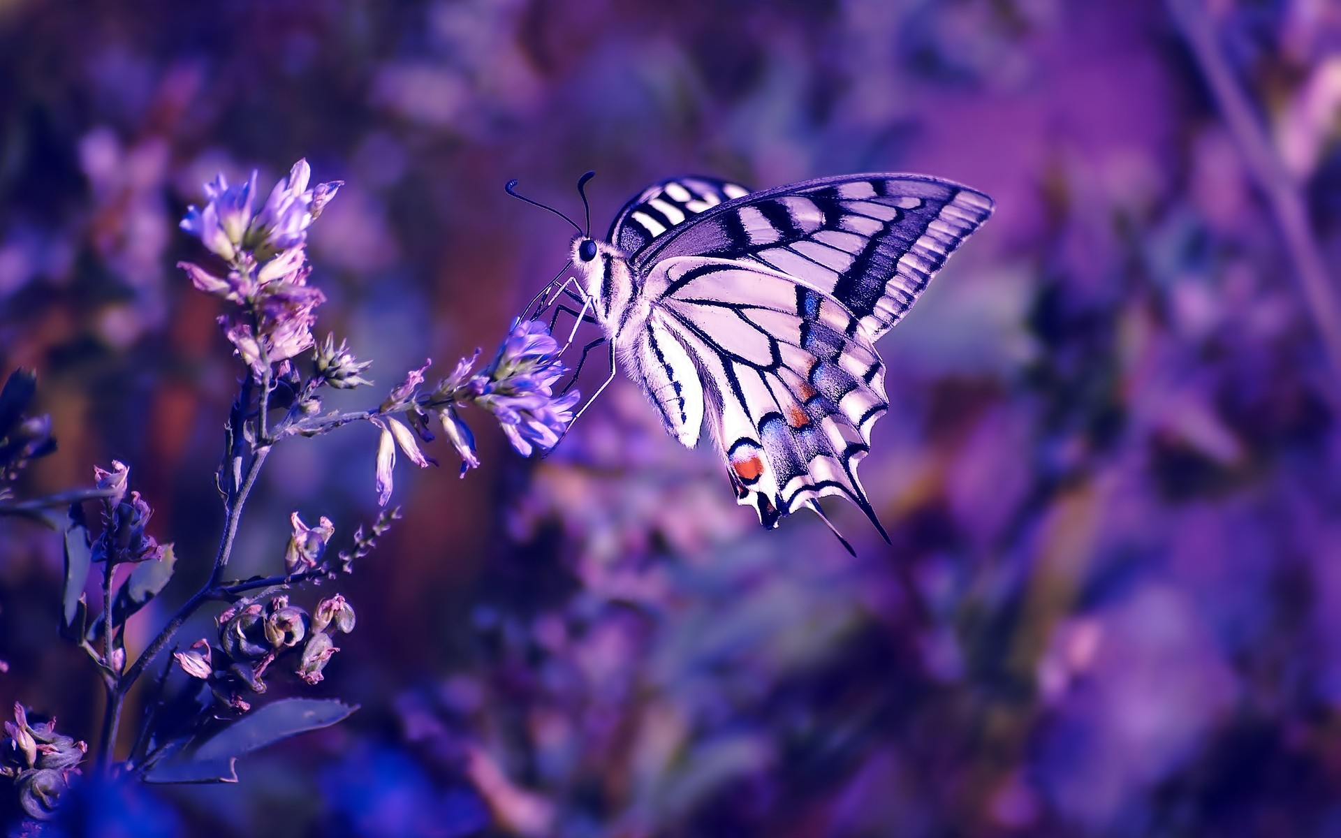 1920x1200 Nature flowers butterfly insects purple wallpaper | | 18019 |