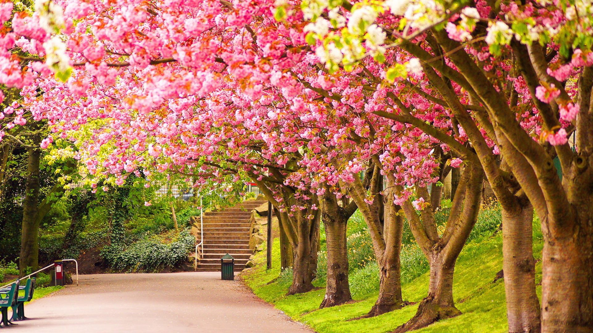 1920x1080 Park Blooming Trees Cherries Beautiful Spring Wallpapers Hd Eyecandy for your XFCE-Desktop