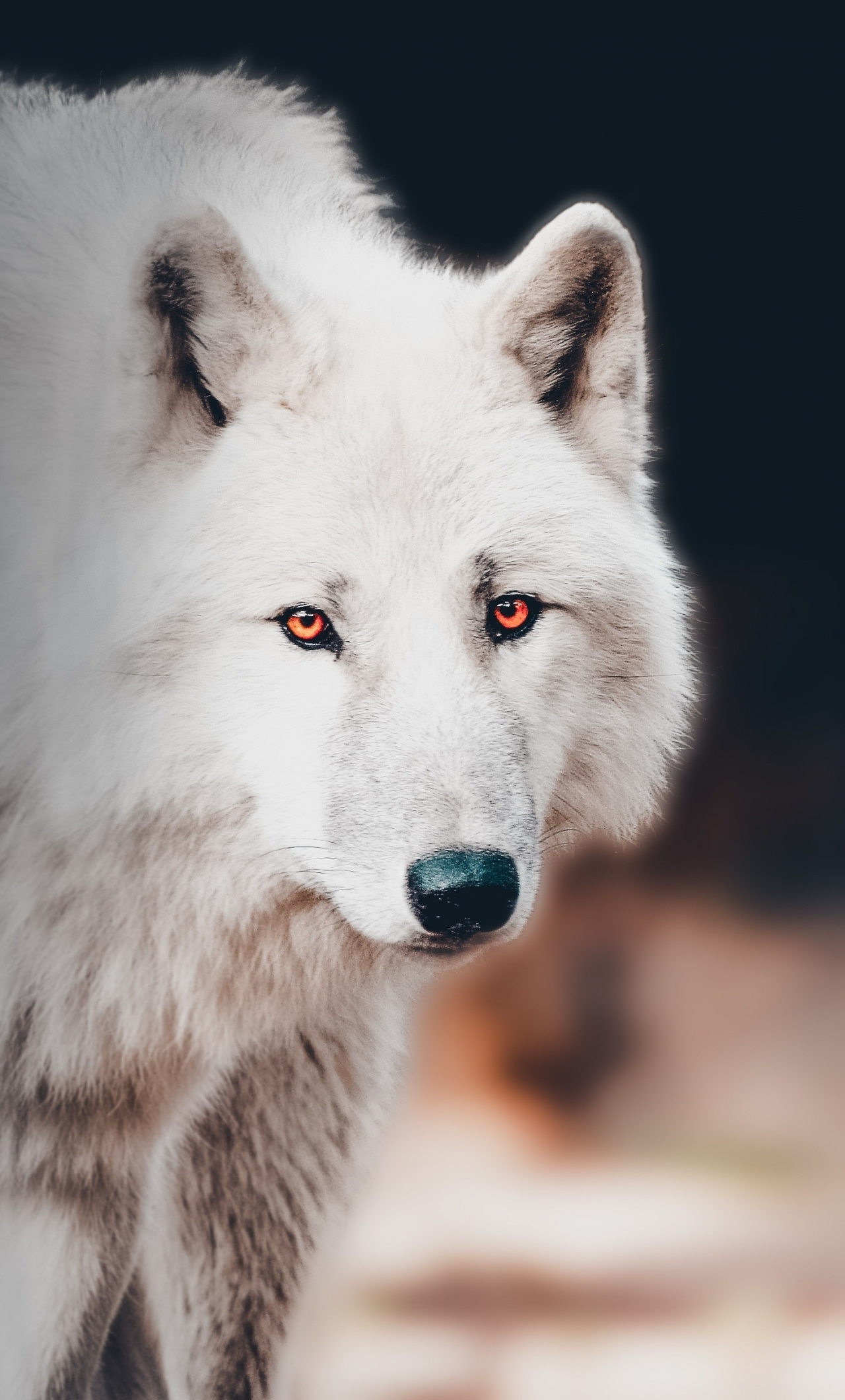 1280x2120 Download the white wolf, portrait wallpaper, iphone 6 plus, hd image, background, 21230