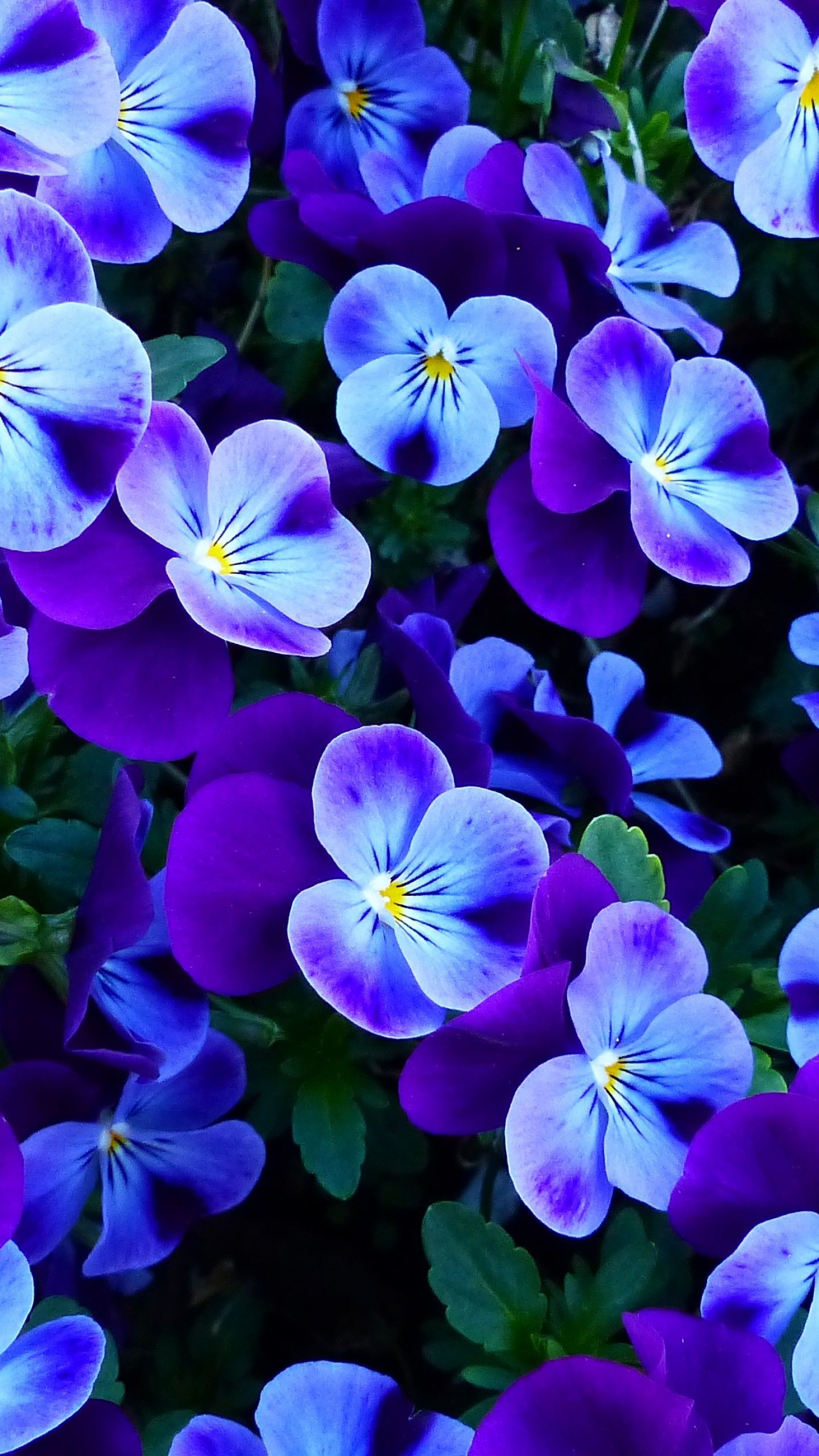 1440x2560 Pansy Flowers Wallpapers Top Free Pansy Flowers Backgrounds
