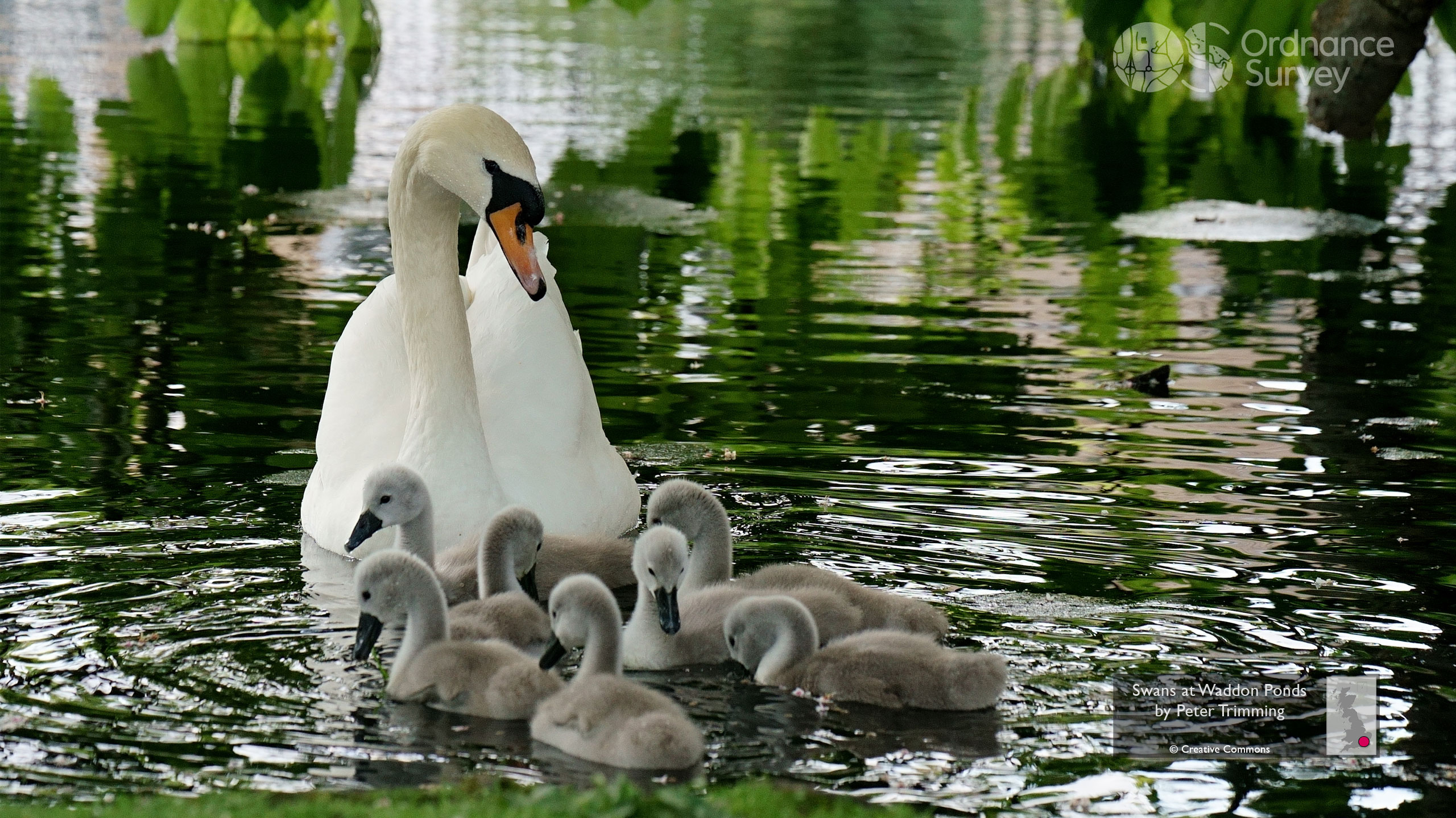 2560x1440 OS Wallpaper Download: May 2022 Swans at Waddon Ponds by Peter Trimming