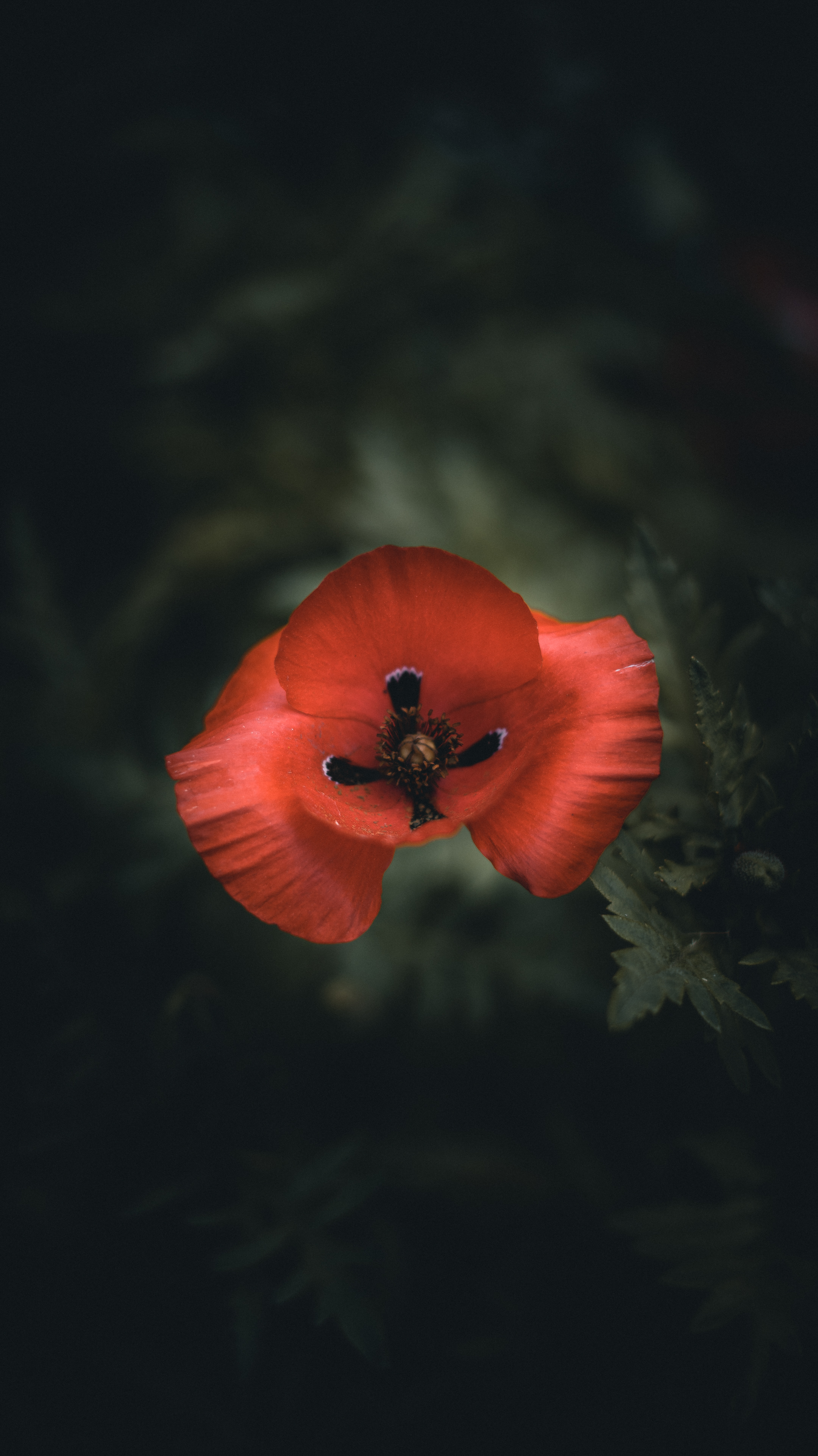 2160x3840 Red poppy flower on dark garden background &Acirc;&middot; Free Stock Phot
