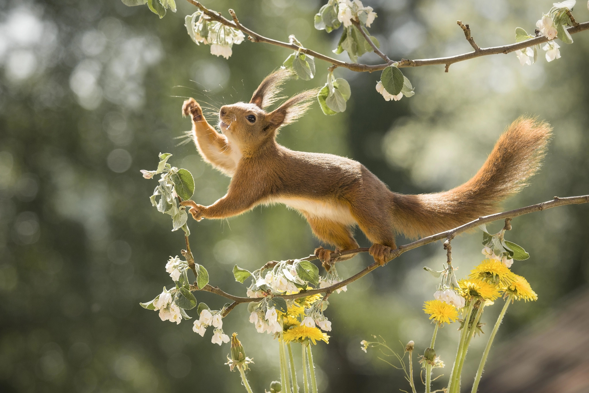2048x1366 Wallpaper | Animals | photo | picture | flowers, branches, nature, pose, Animal