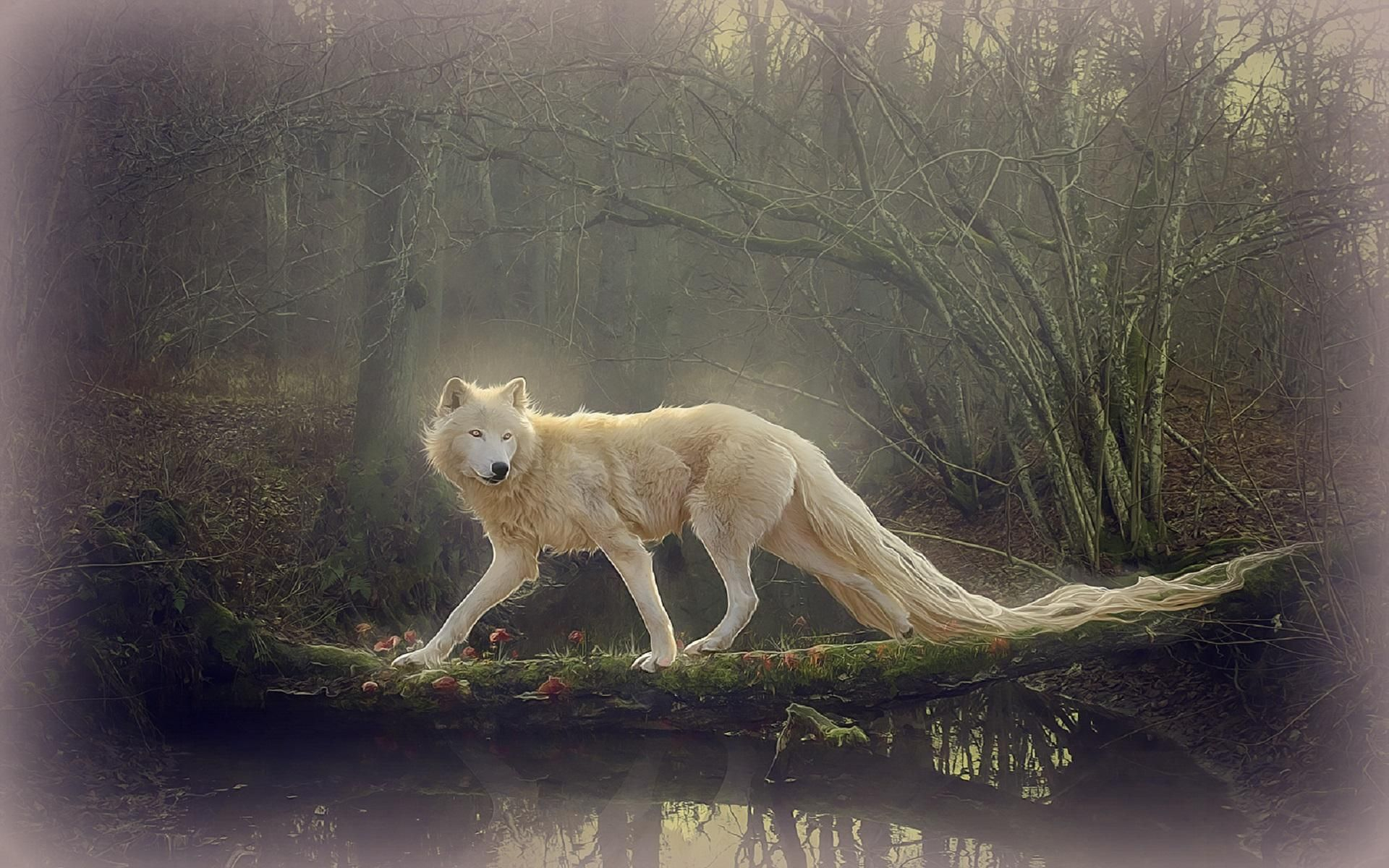 1920x1200 wolves | Beautiful wolves, Wolf wallpaper, White wolf