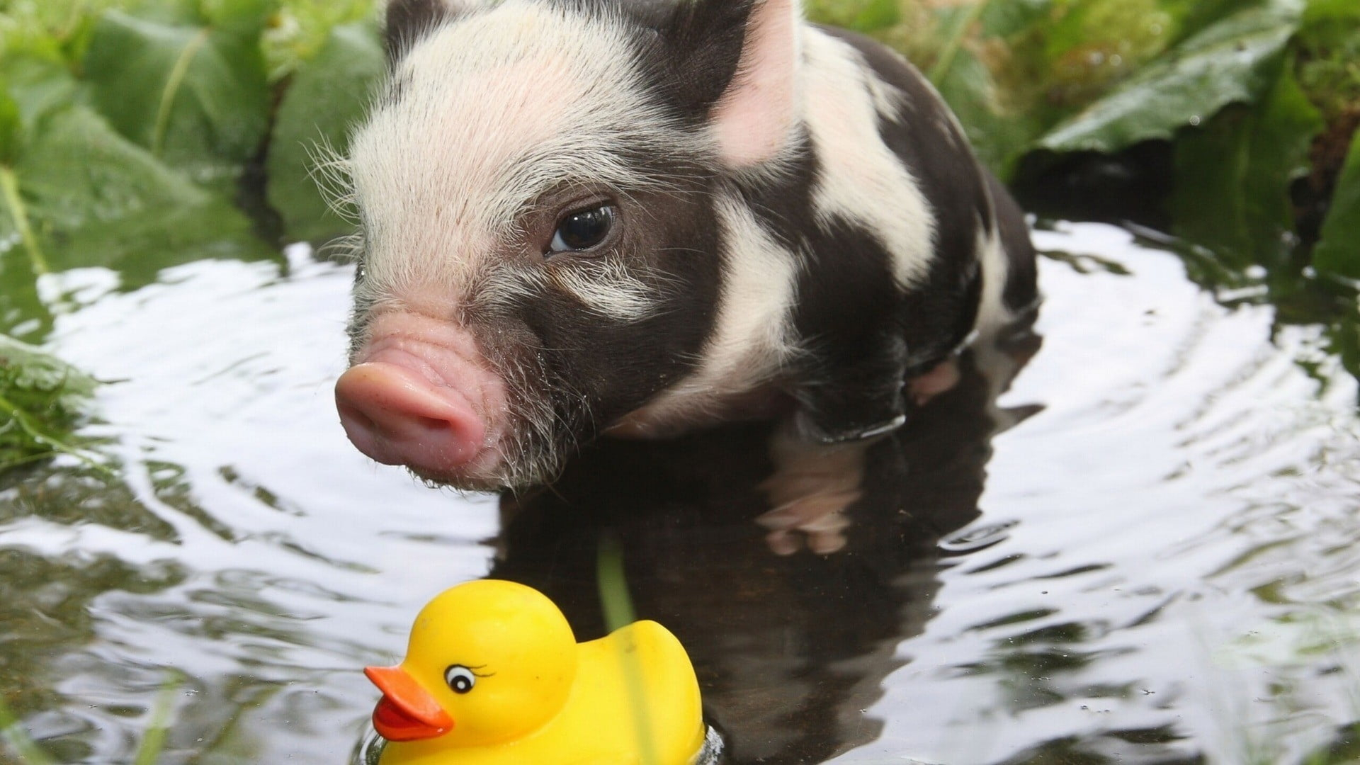 1920x1080 Black and white piglet, rubber ducks, pigs, baby animals, animals HD wallpaper