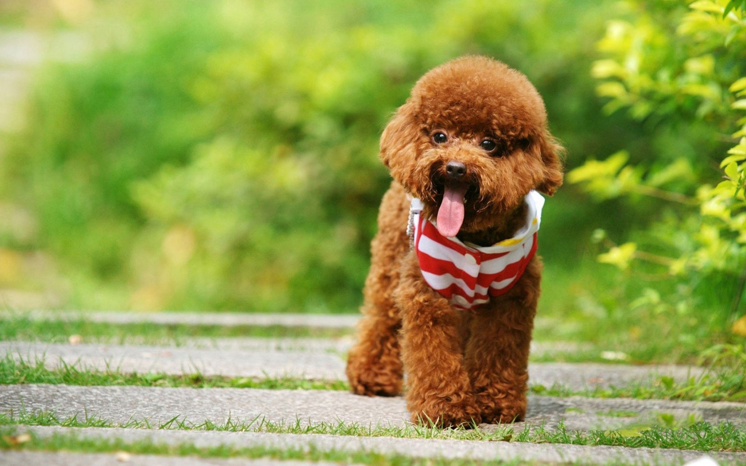 2560x1600 Poodle Wallpapers Top Free Poodle Backgrounds