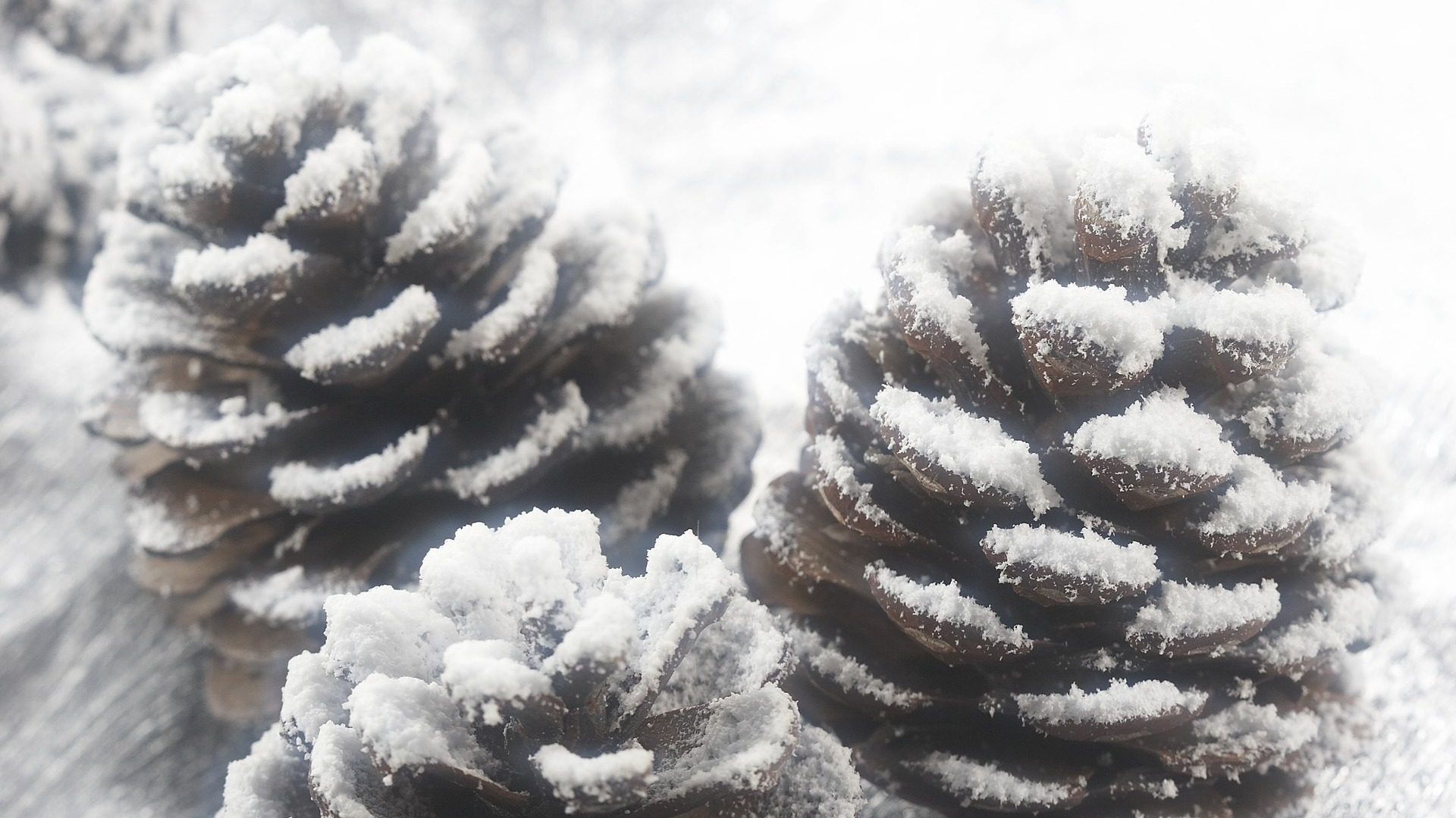 1920x1080 Snow Covered Pine Cone KDE Store