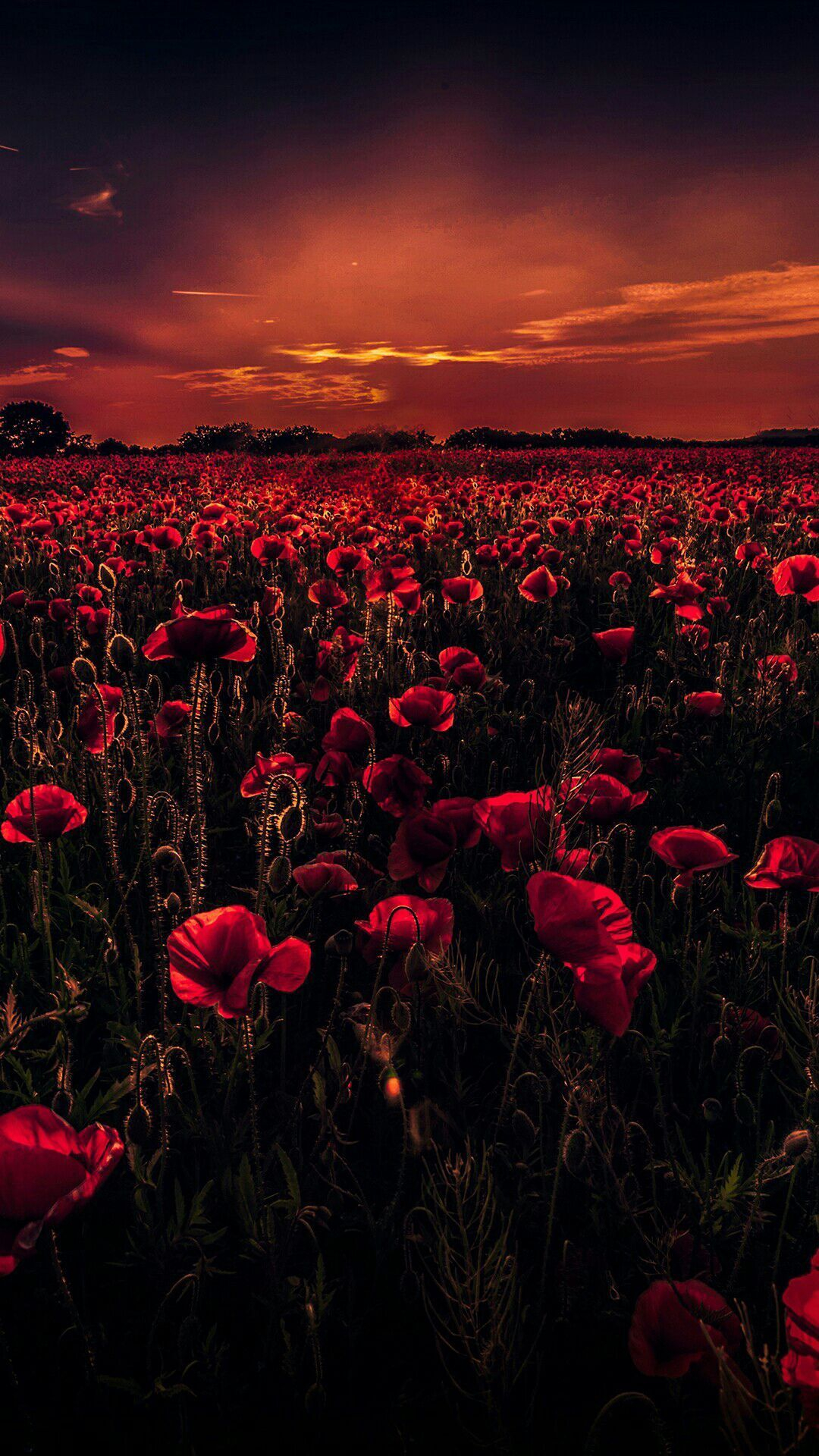 1080x1920 Templates For Covers] [Pictures || Flowers] | Poppy wallpaper, Wallpaper earth, Flower aesthetic