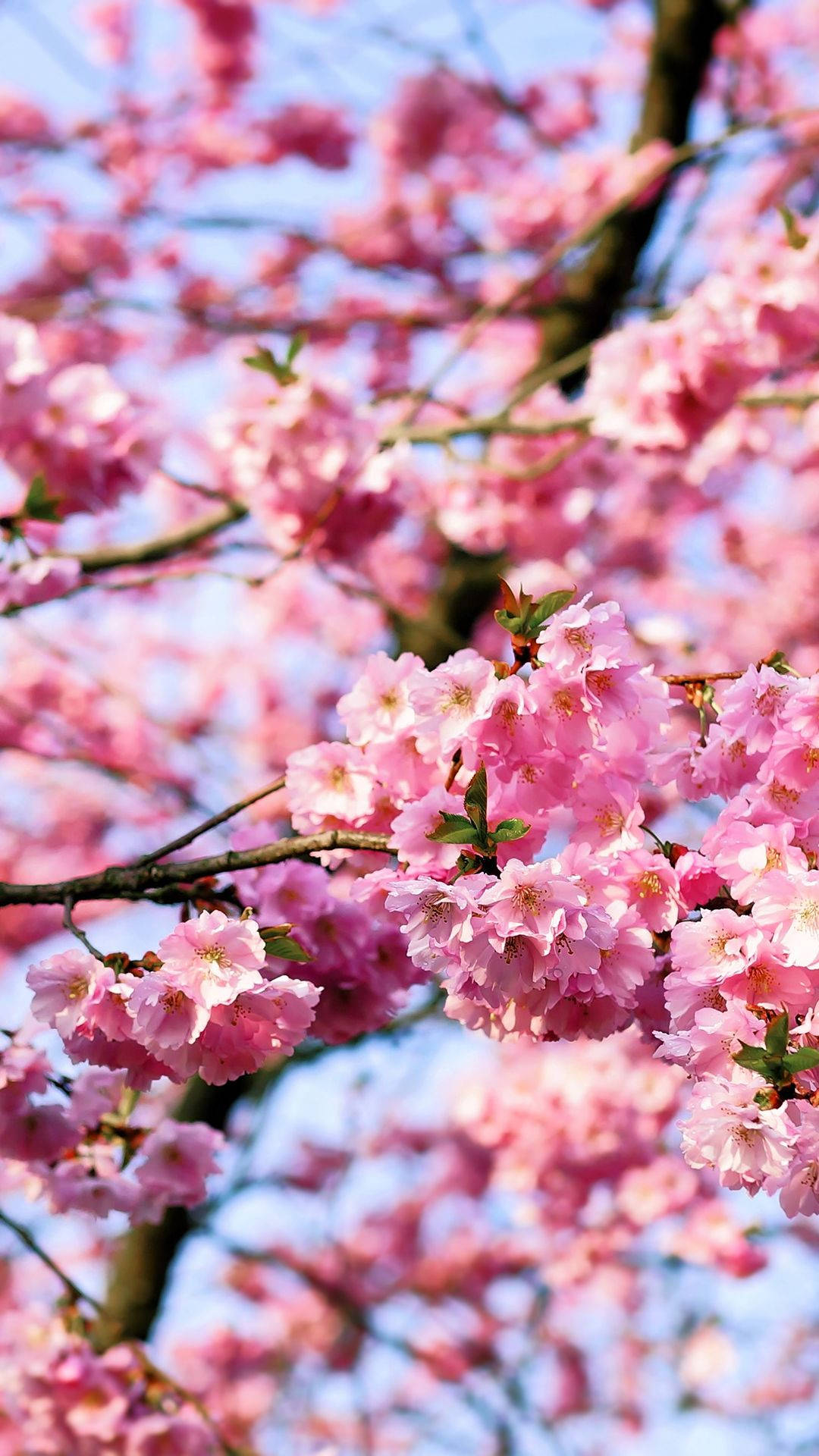 1080x1920 Download Cherry Blossom Wallpaper
