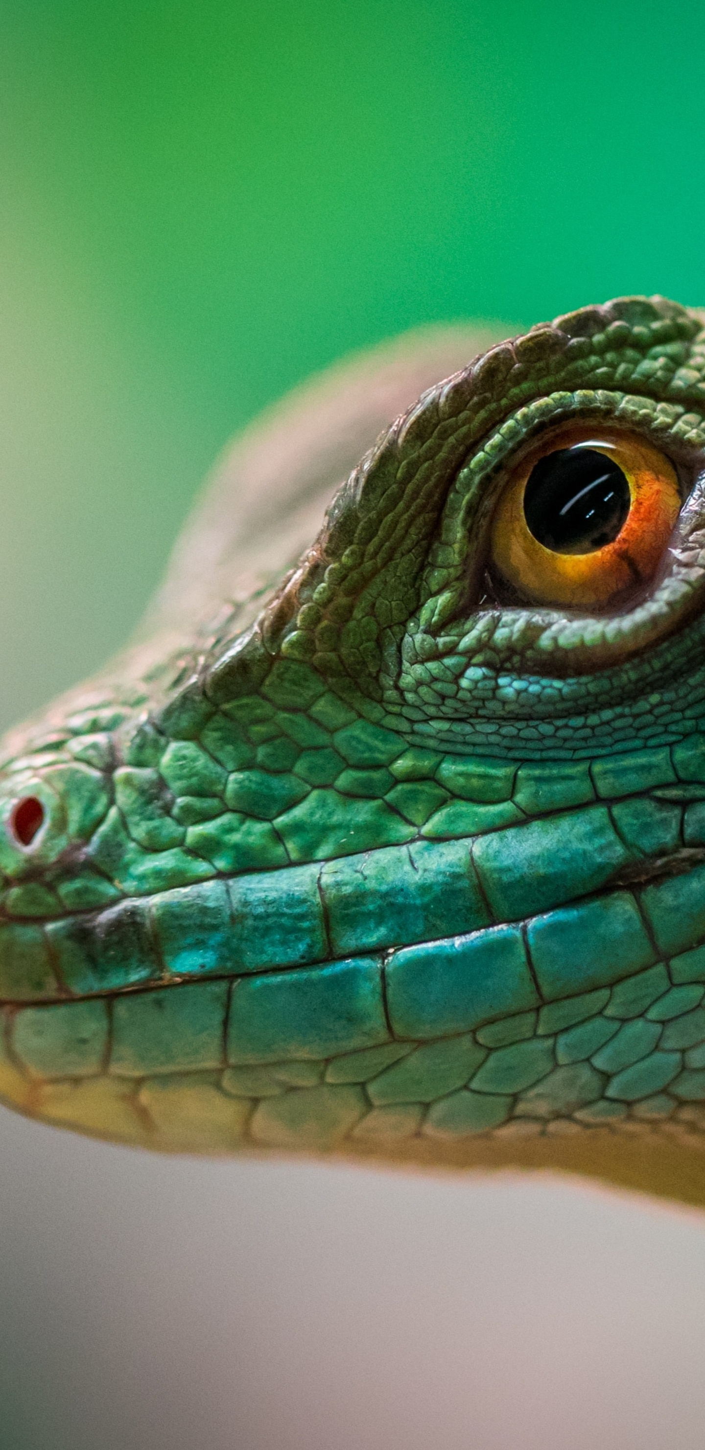 1440x2960 Green Lizard Reptile Macro 4k Samsung Galaxy Note 9,8, S9,S8,S8+ QHD HD 4k Wallpapers, Images, Backgrounds, Photos and Pictures