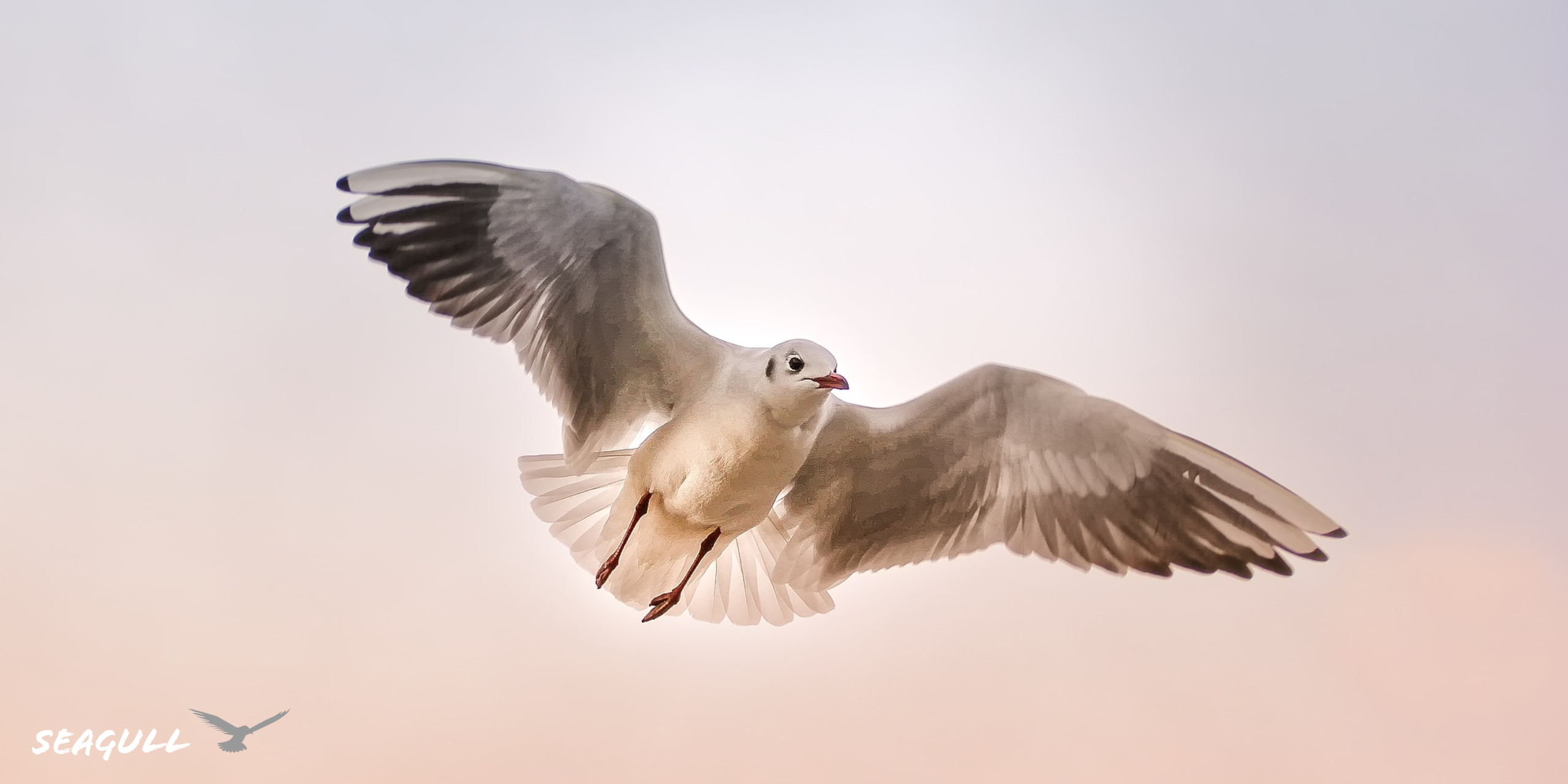 2560x1280 Seagull Bird HD Wallpaper KDE Store