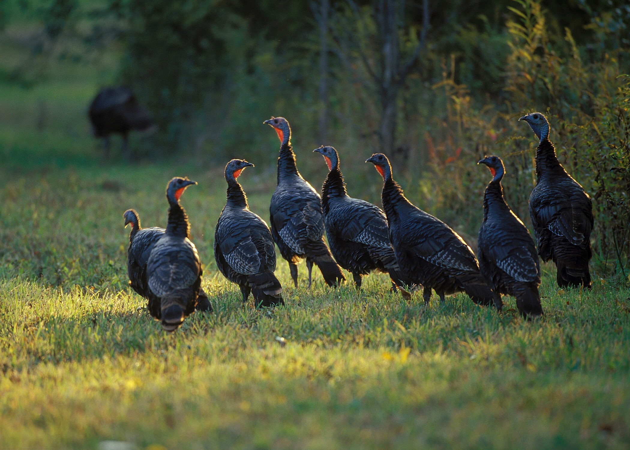 2100x1500 wild turkey | Help Change The World. The Future Of The County Is Now