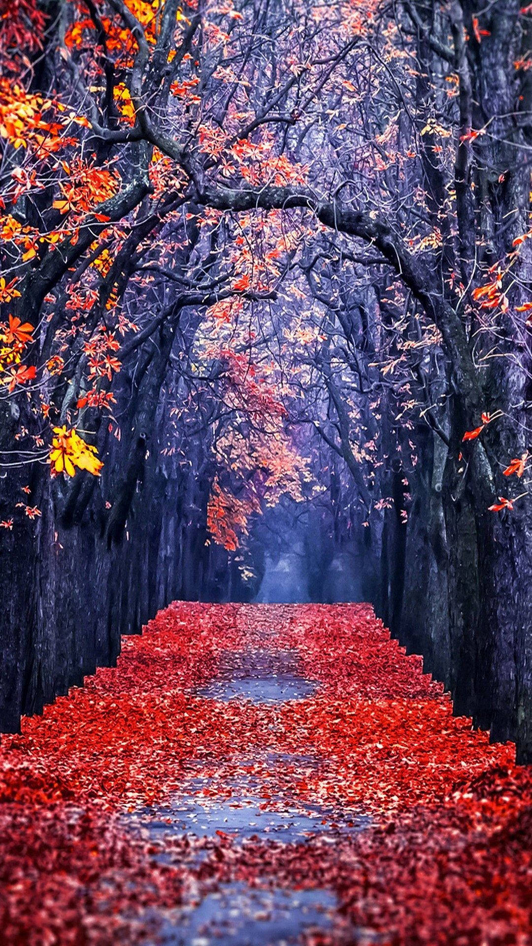 1080x1920 Download Red Leaves Orange Trees Fall Iphone Wallpaper