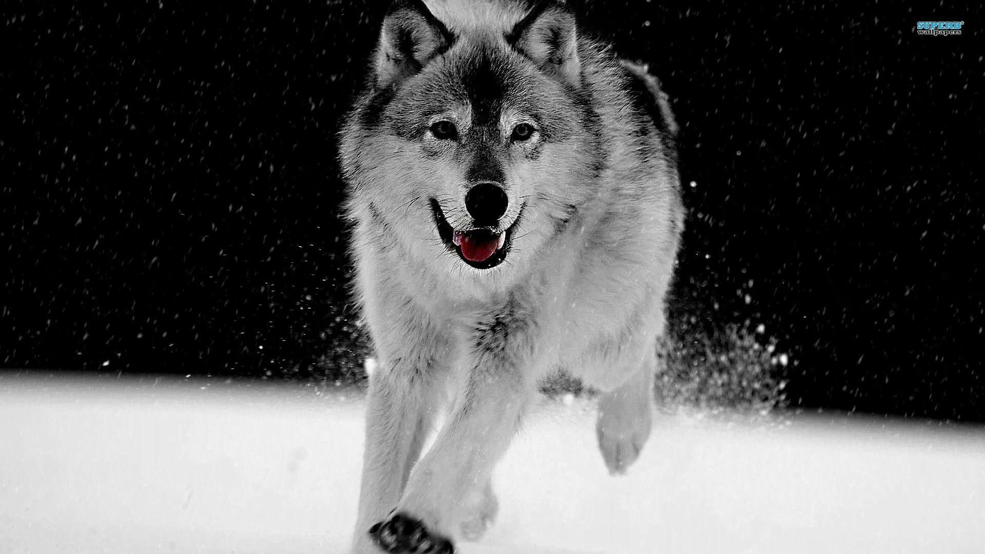 1920x1080 Gray Wolf Wallpapers Top Free Gray Wolf Backgrounds