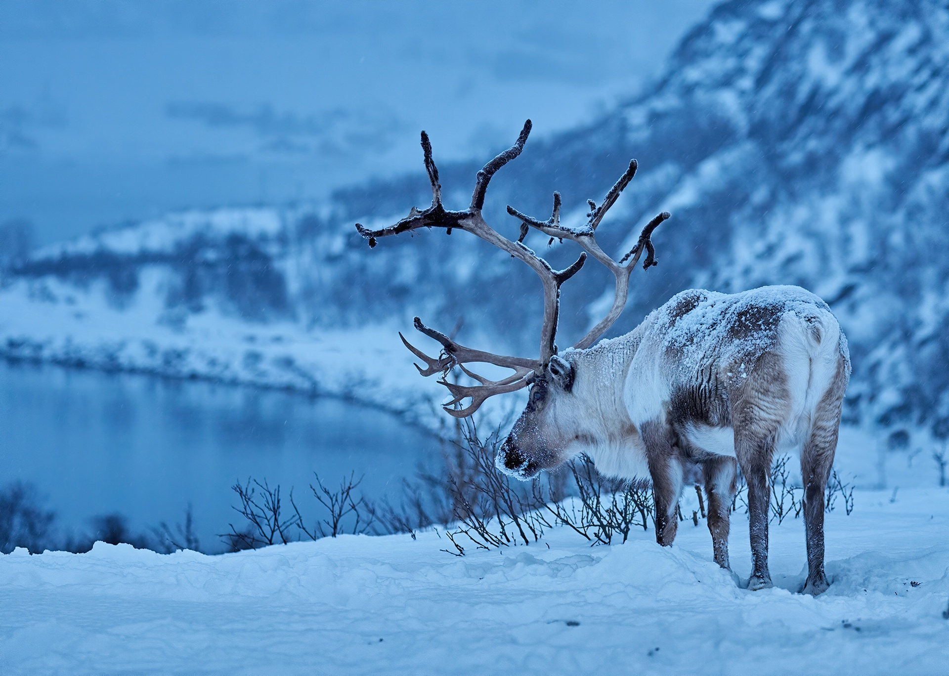 1920x1368 Reindeer HD Wallpaper