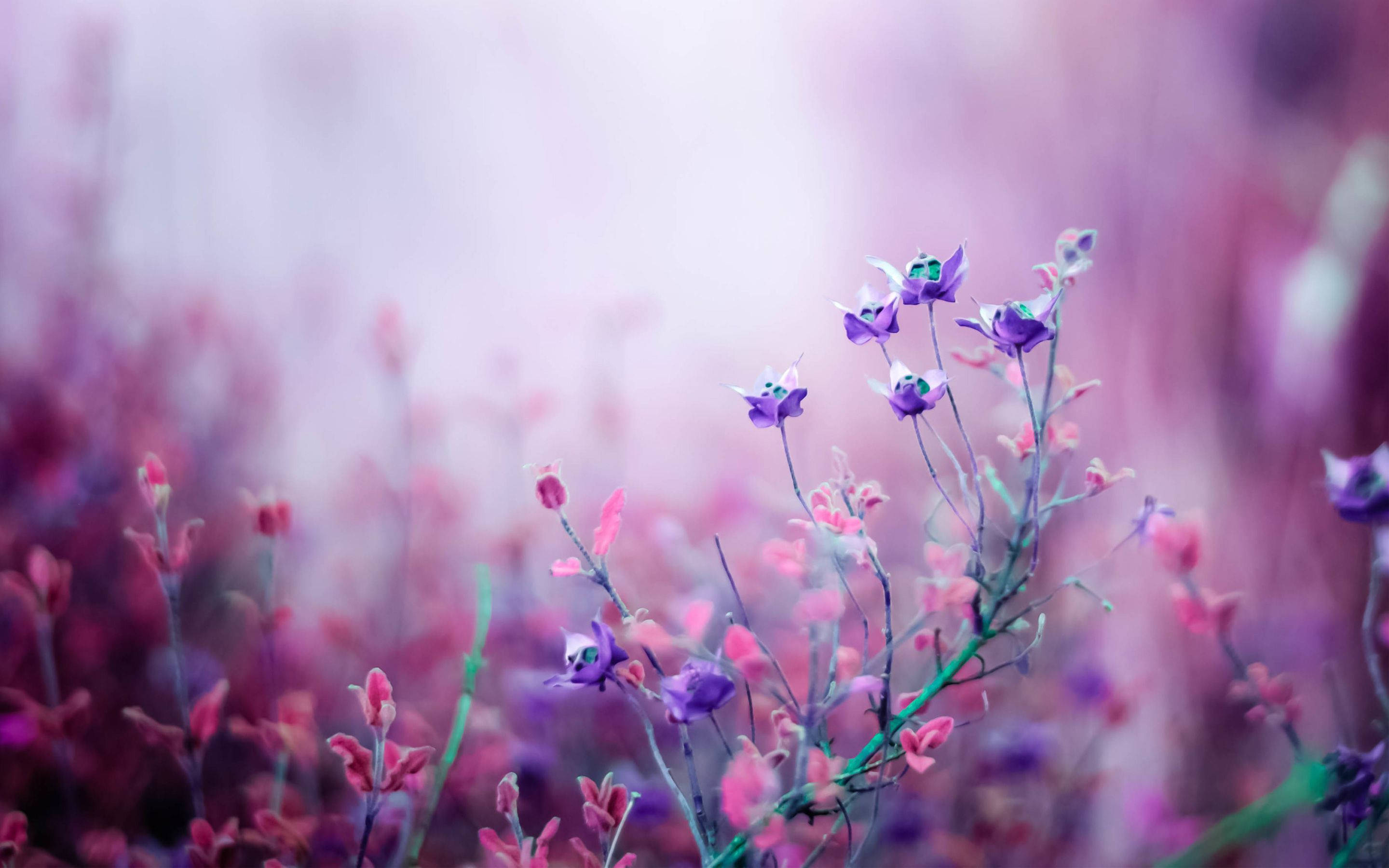 2880x1800 Download Purple And Pink Flower Wallpaper