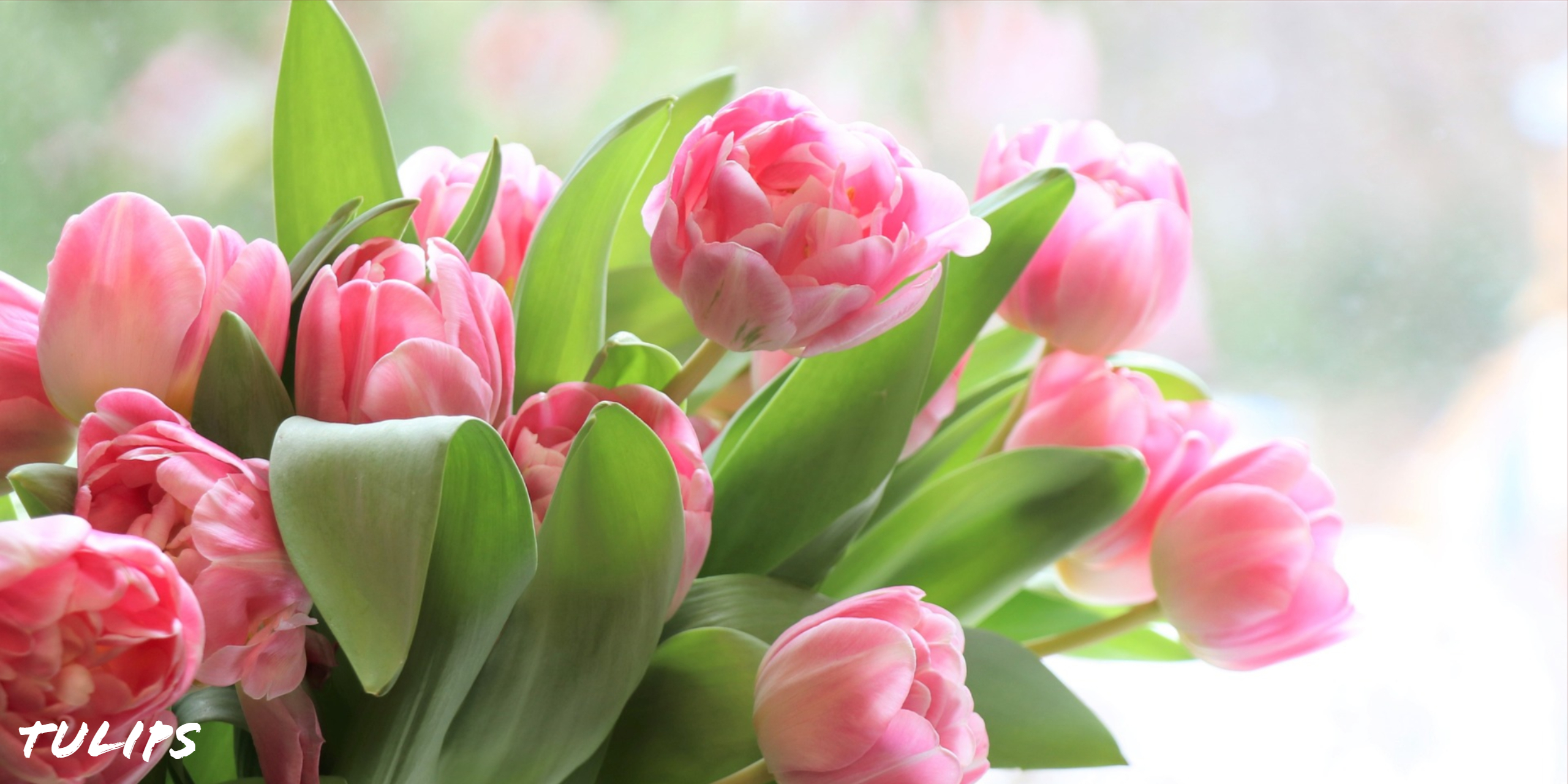 2560x1280 Pink Tulip Flowers HD Wallpaper KDE Store
