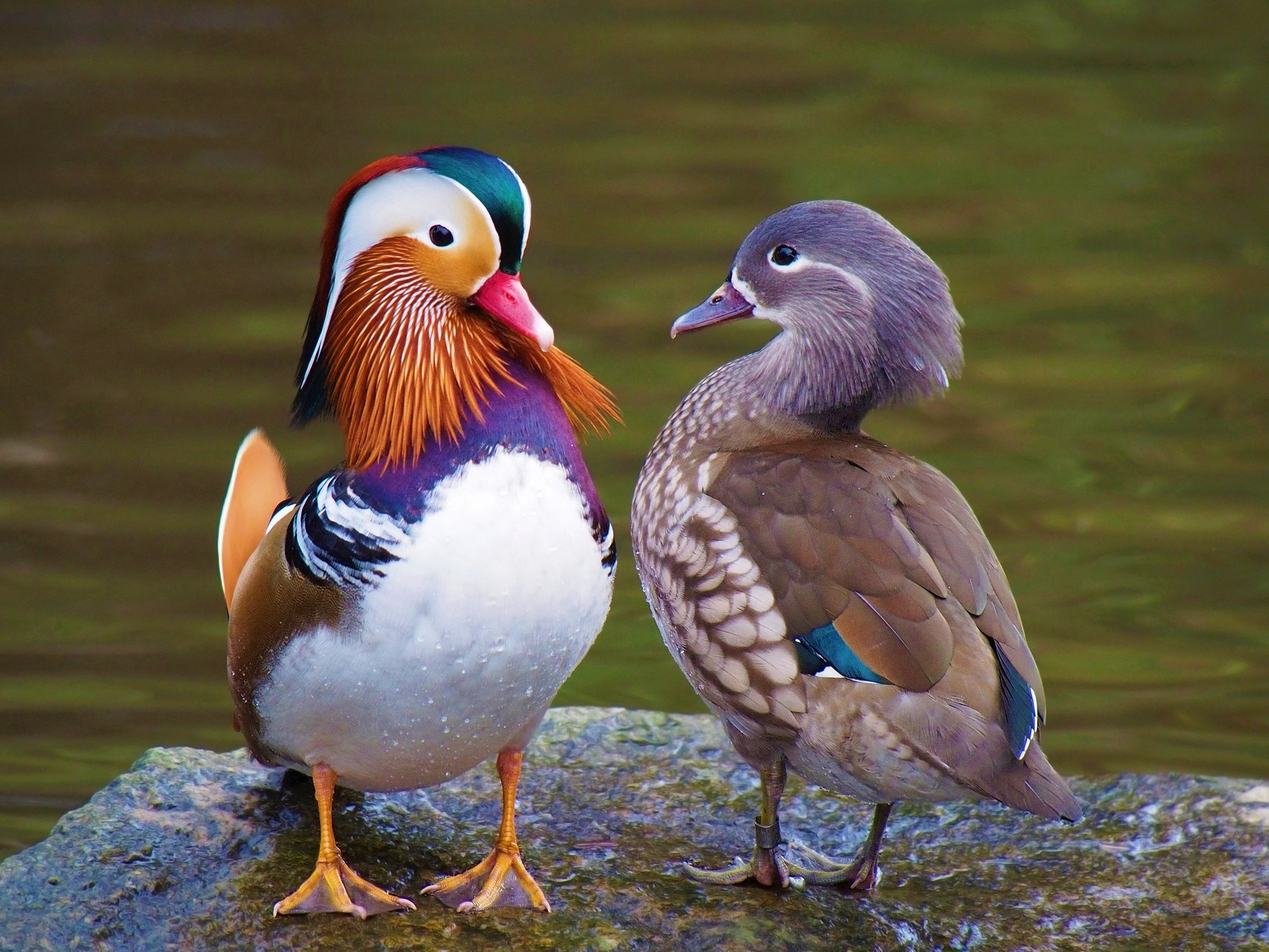 2207x1656 40+ Mandarin Duck HD Wallpapers and Backgrounds