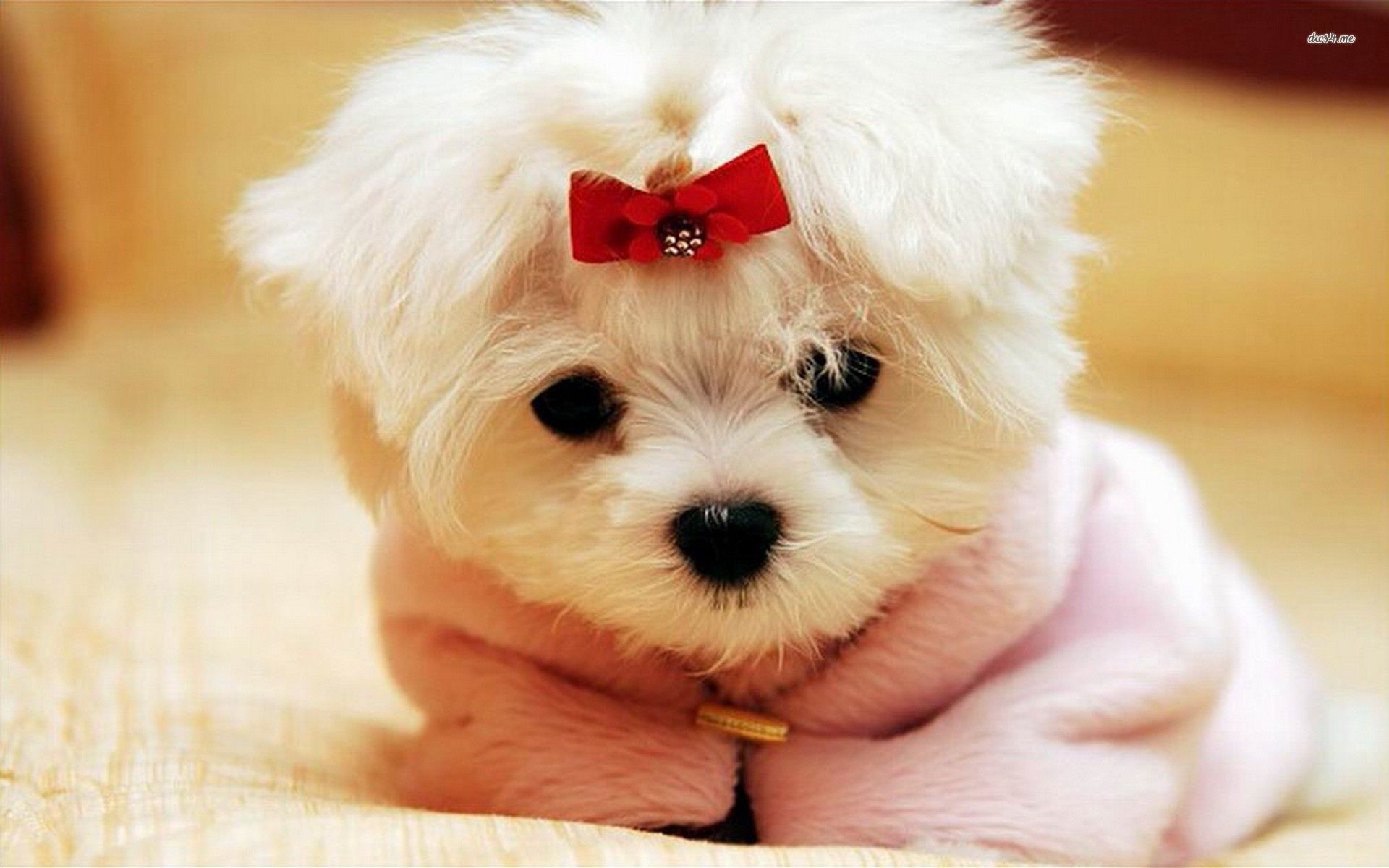 1920x1200 Cute Puppies Wallpapers Top Free Cute Puppies Backgrounds