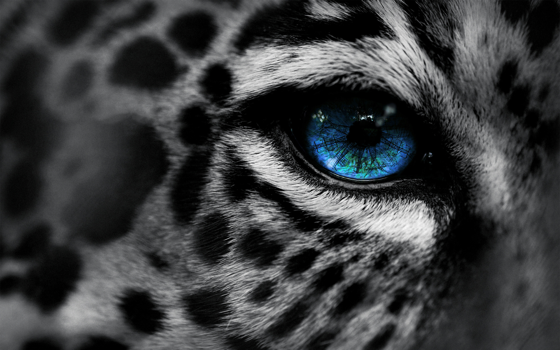 1920x1200 360+ Snow Leopard HD Wallpapers and Backgrounds