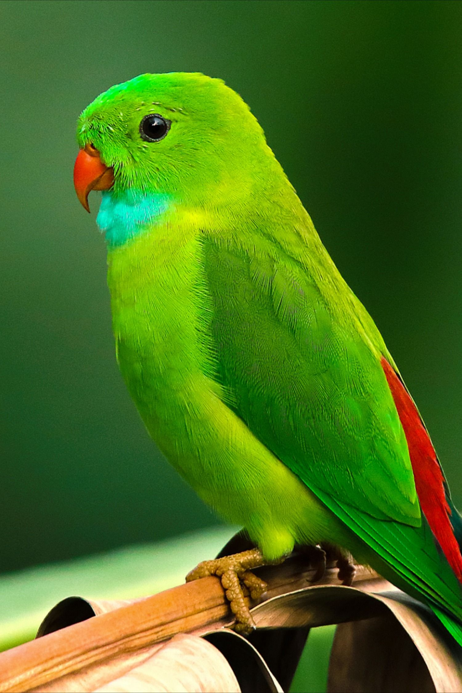1500x2250 Lil Green Parrot Spiral Notebook by Seven1107 | Most beautiful birds, Parrot wallpaper, Parrot image