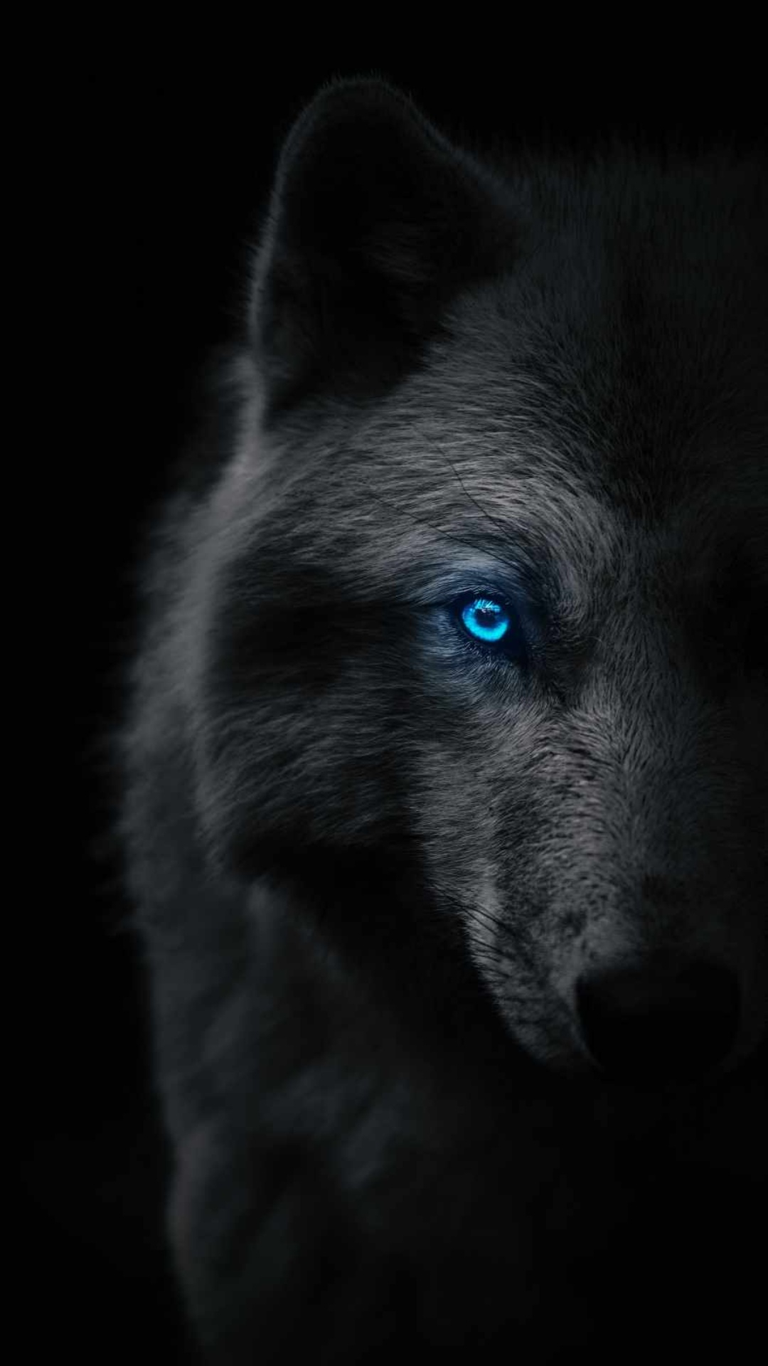 1080x1920 Wolf HD Wallpaper Top Best Quality Wolf Backgrounds