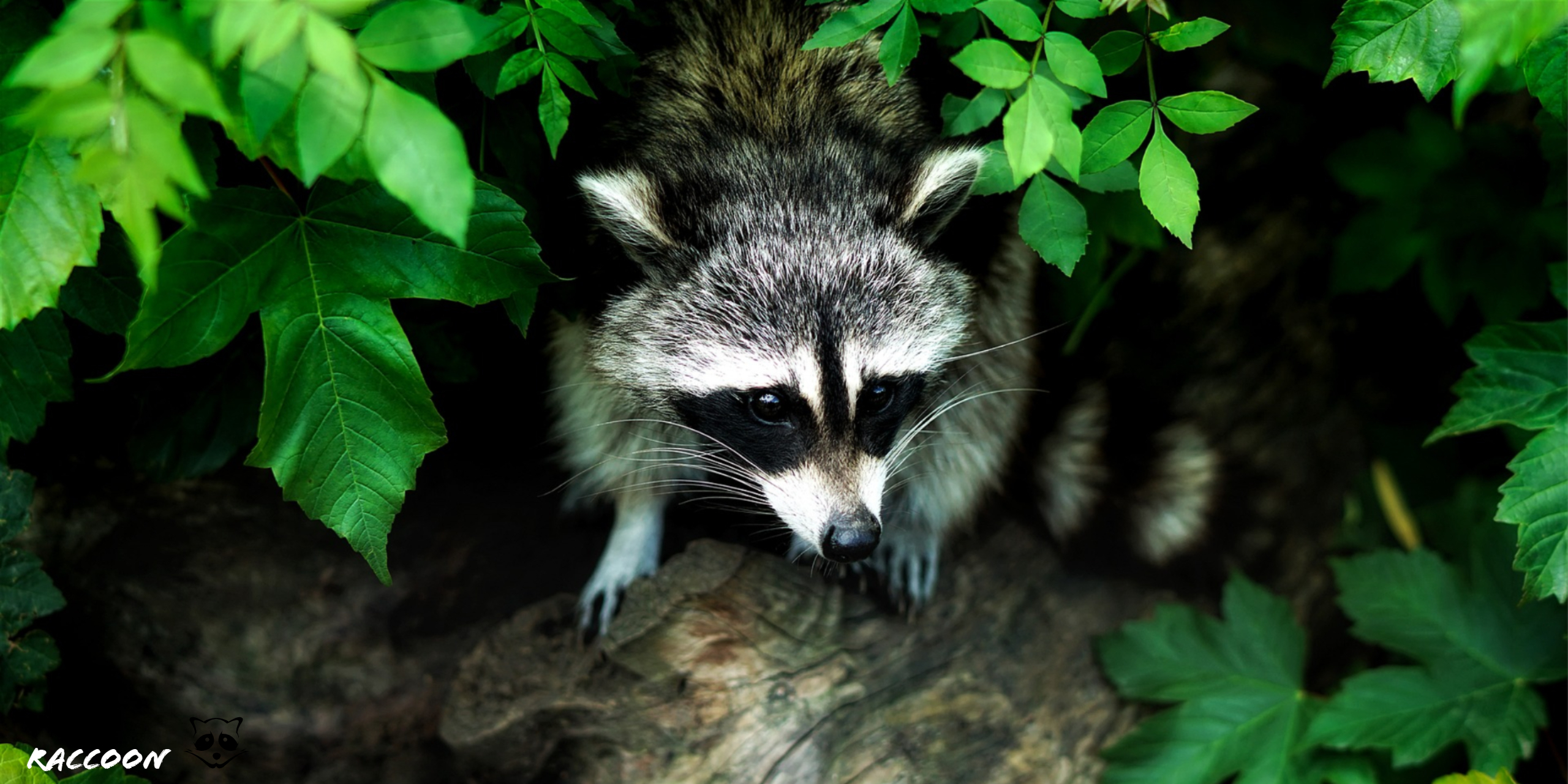 2560x1280 Raccoon Animal HD Wallpaper KDE Store