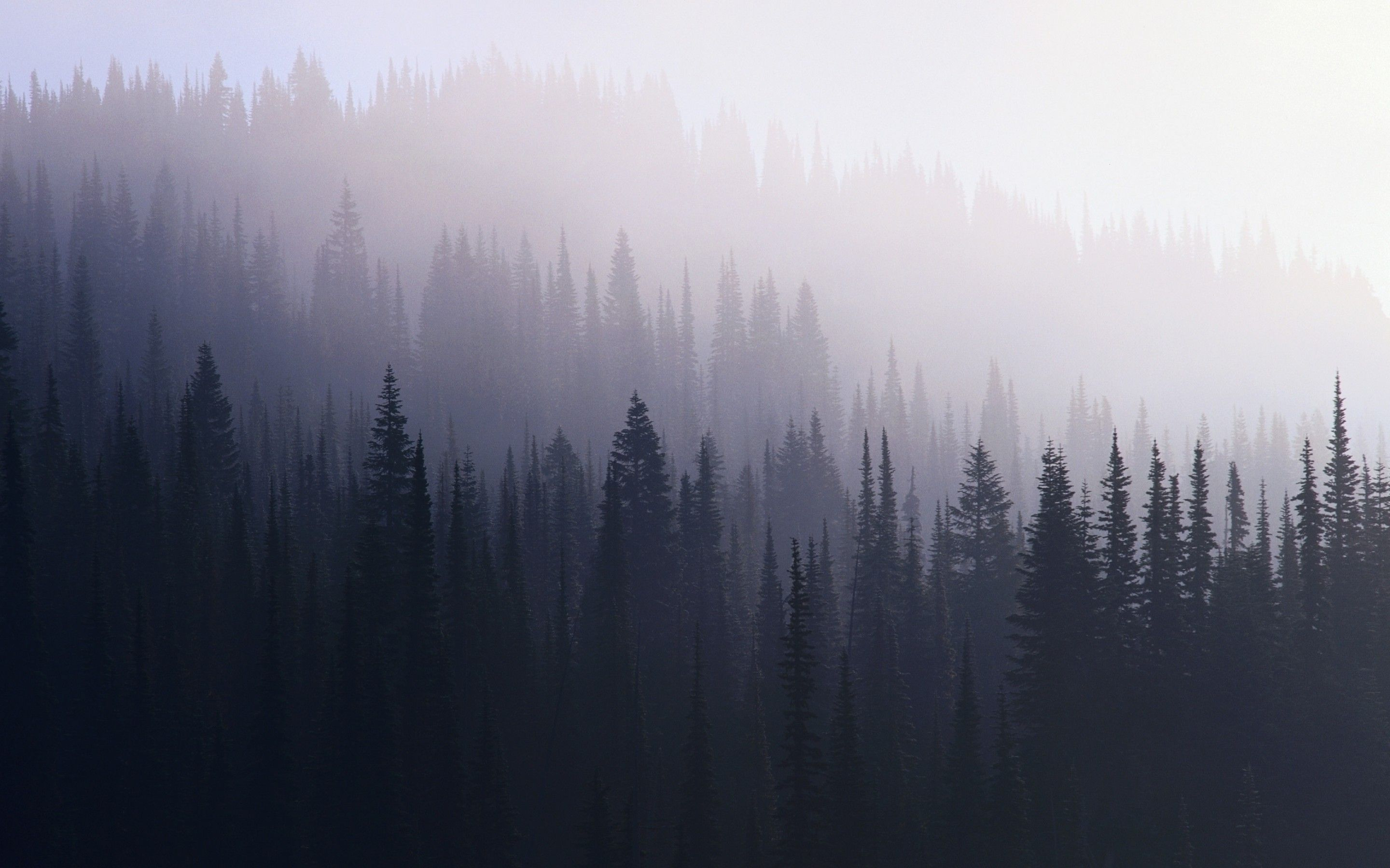 2880x1800 Dark Misty Forest Wallpapers Top Free Dark Misty Forest Backgrounds