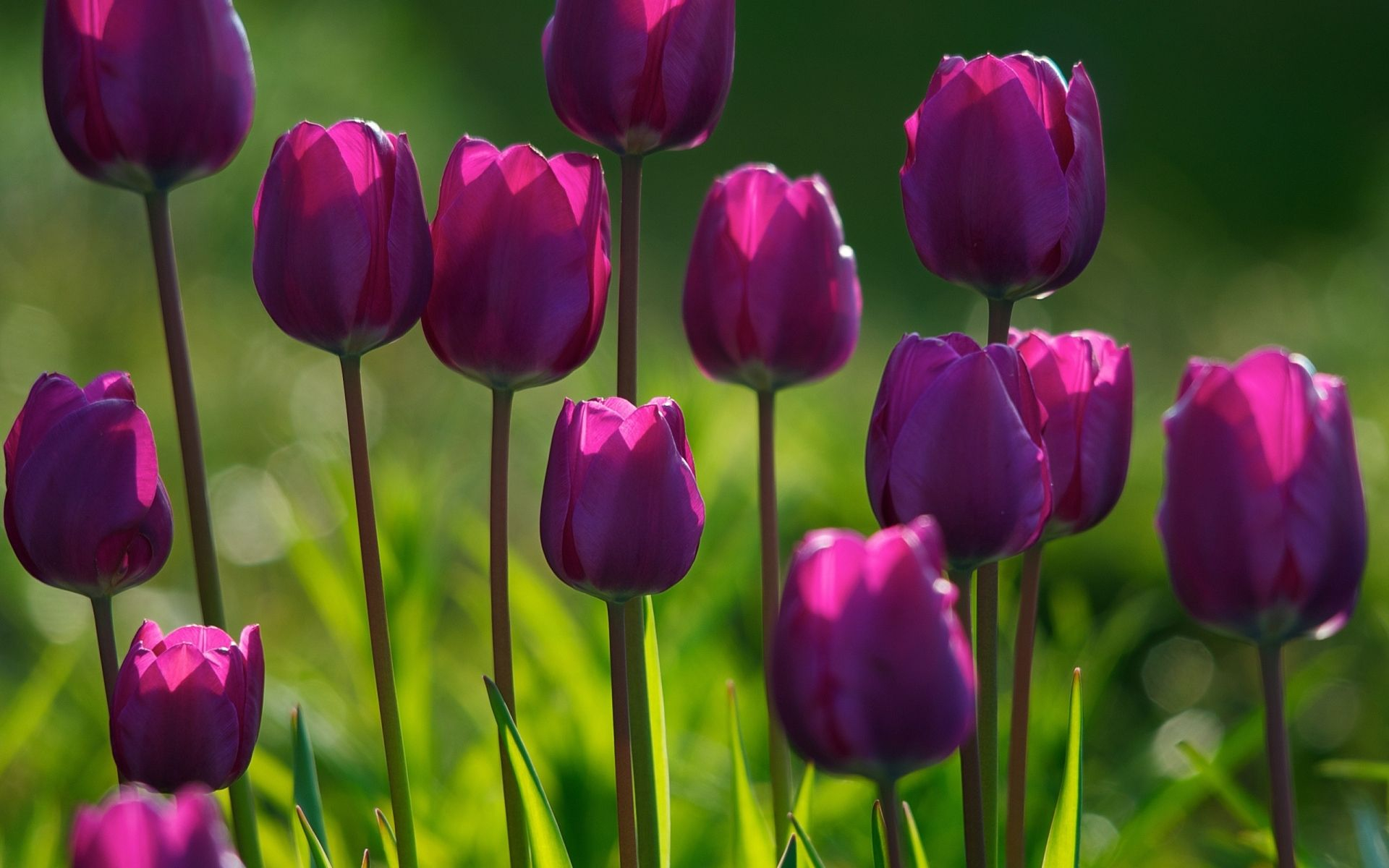 1920x1200 flowers pictures | Spring Purple Tulips Flowers Wallpapers 1384757 | Purple tulips, Spring flowers wallpaper, Tulips flowers