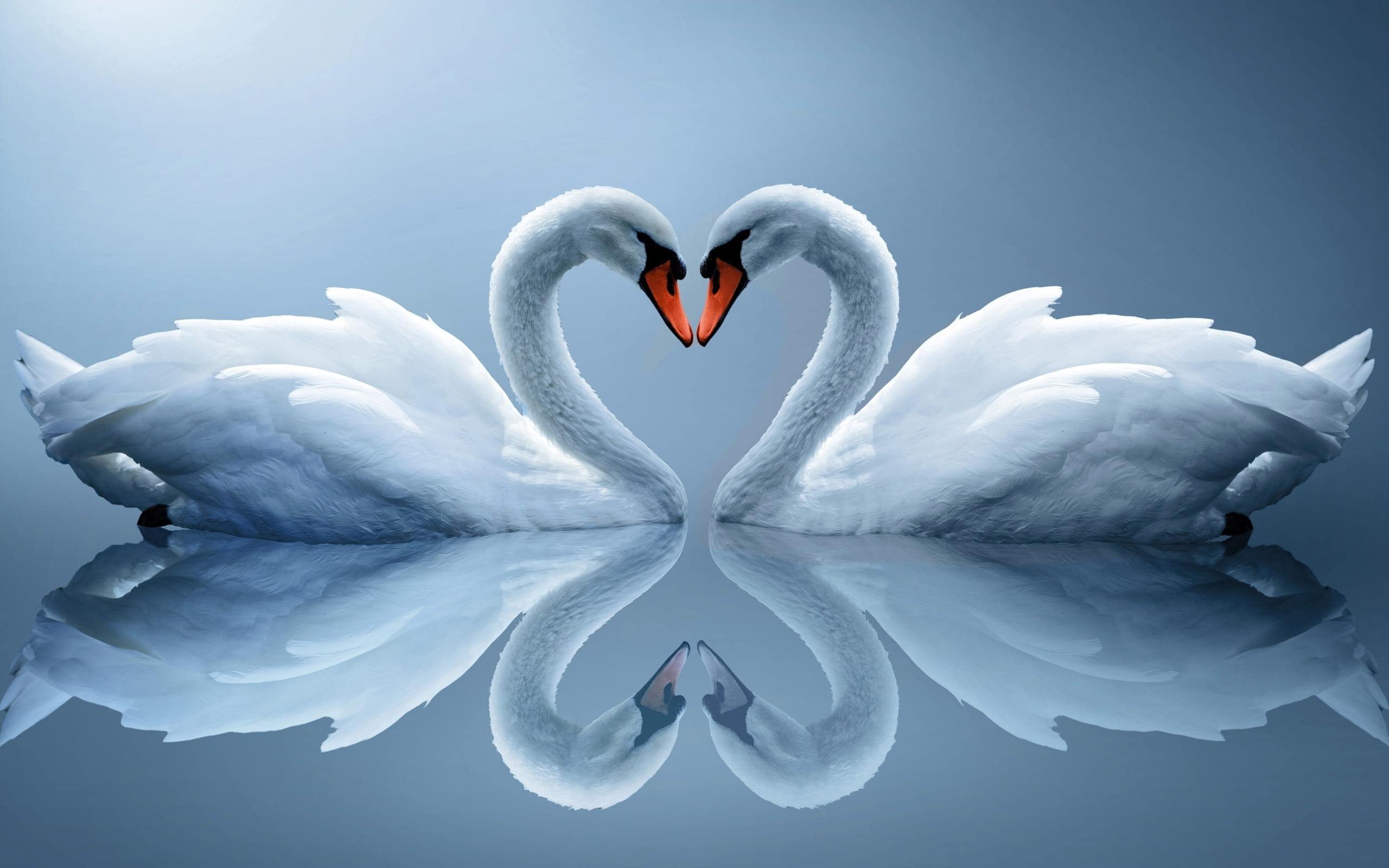 2560x1600 Two white Swans facing each other HD wallpaper