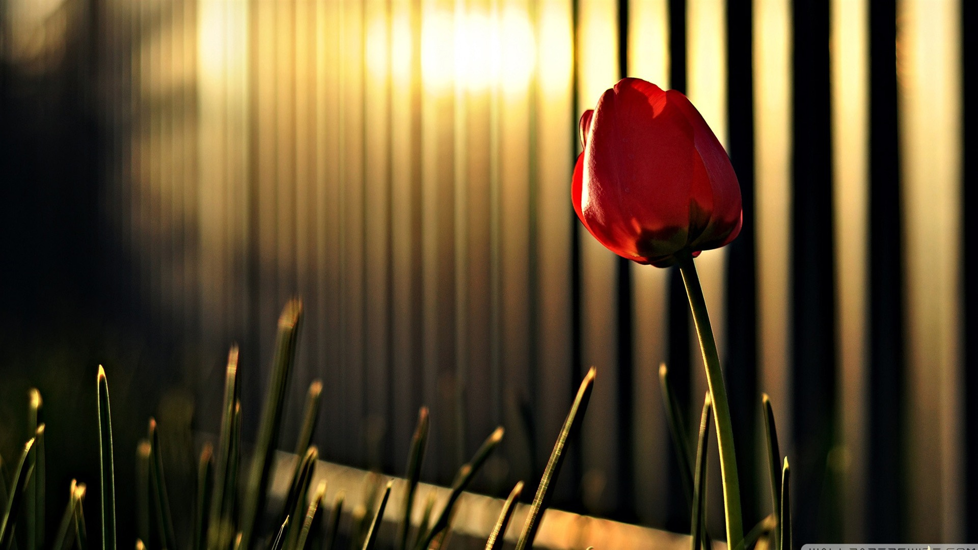 1920x1080 red tulip-Colorful-Flowers KDE Store