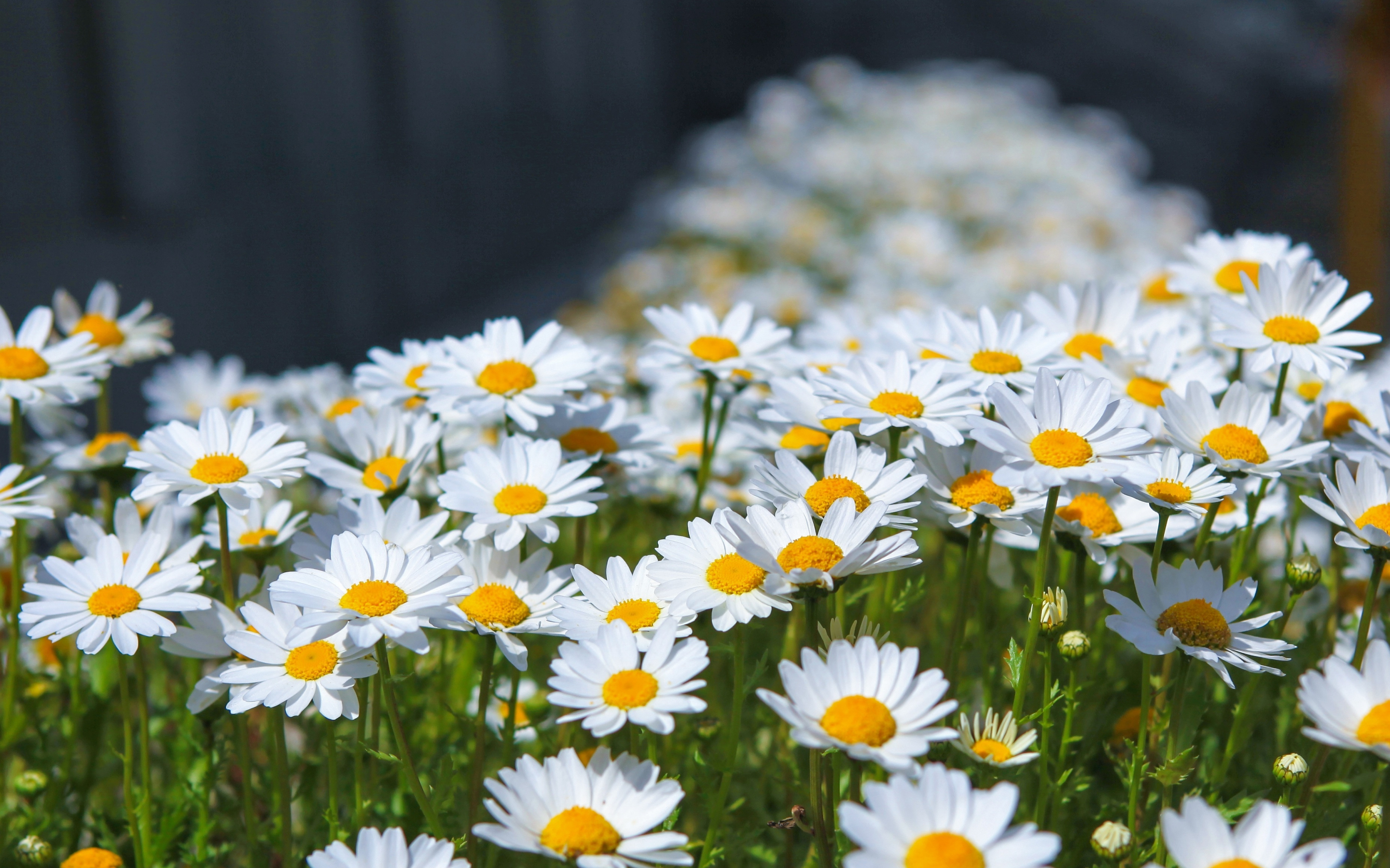 2880x1800 Download meadow, spring, flowers, white daisy wallpaper, mac pro retaia, image, background, 5870