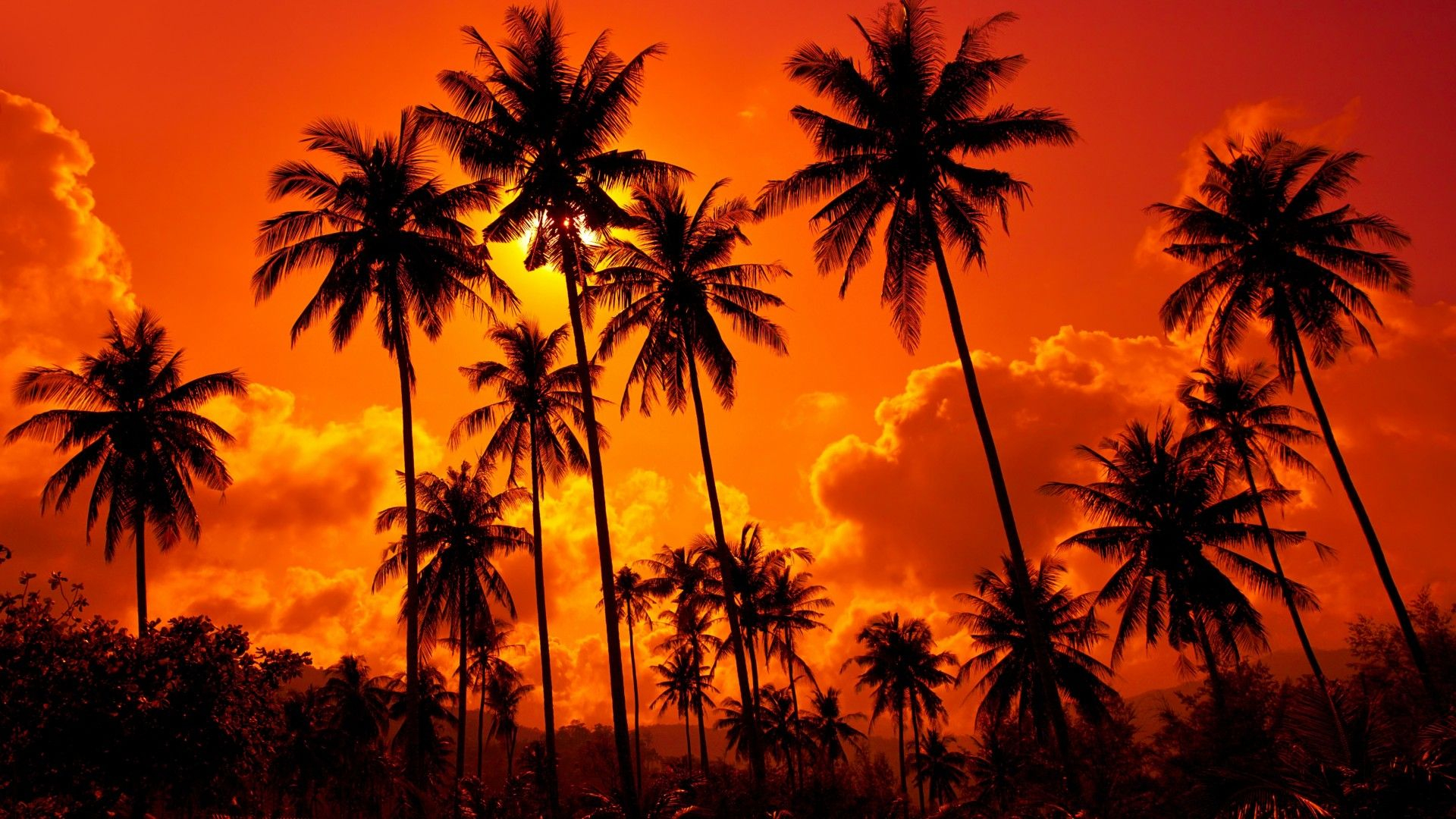 1920x1080 23 Palm Tree Sunset Wallpapers Wallpaperboat