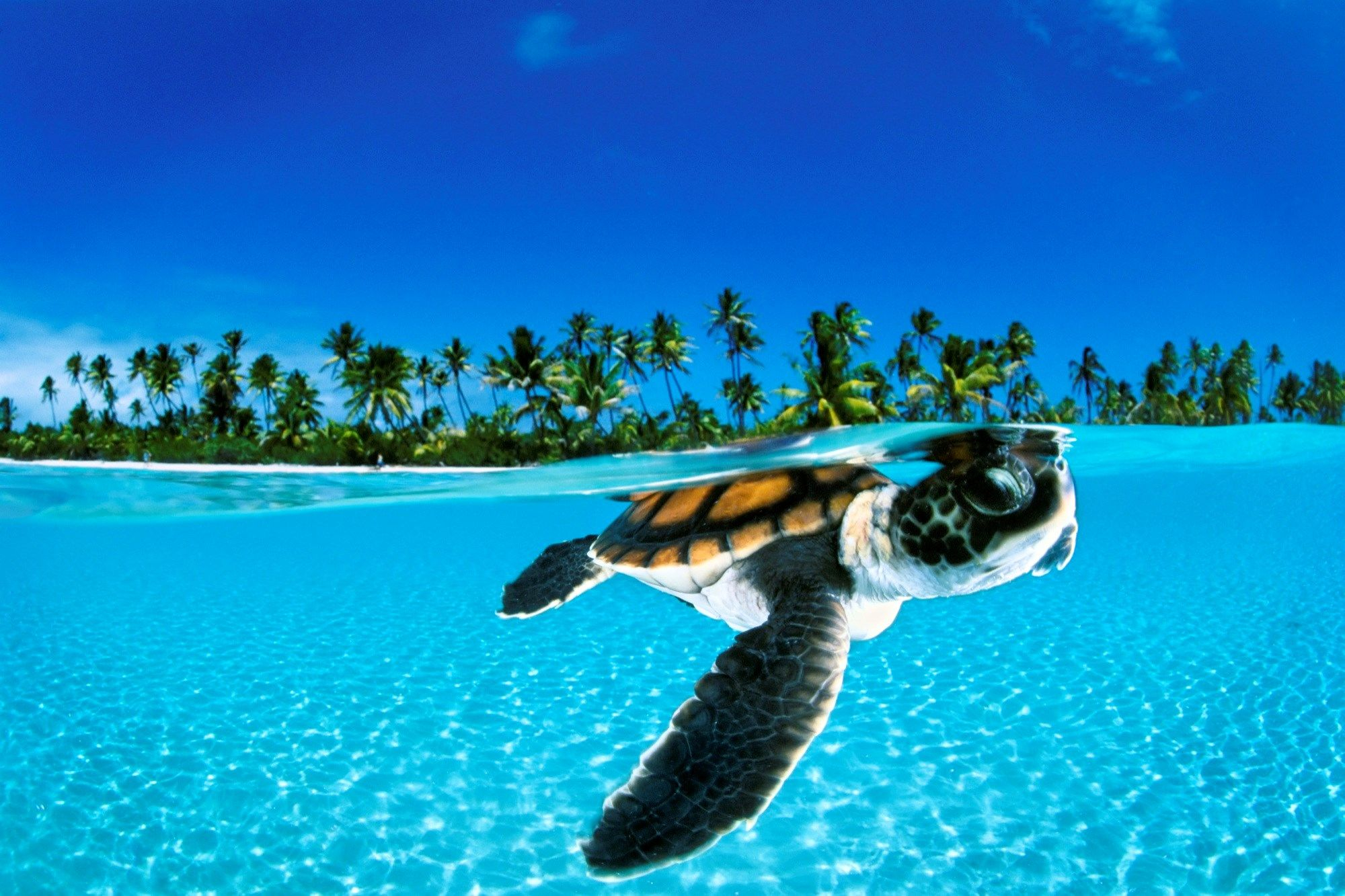 2000x1333 underwater high resolution desktop backgrounds | Baby sea turtles, Life under the sea, Baby turtles