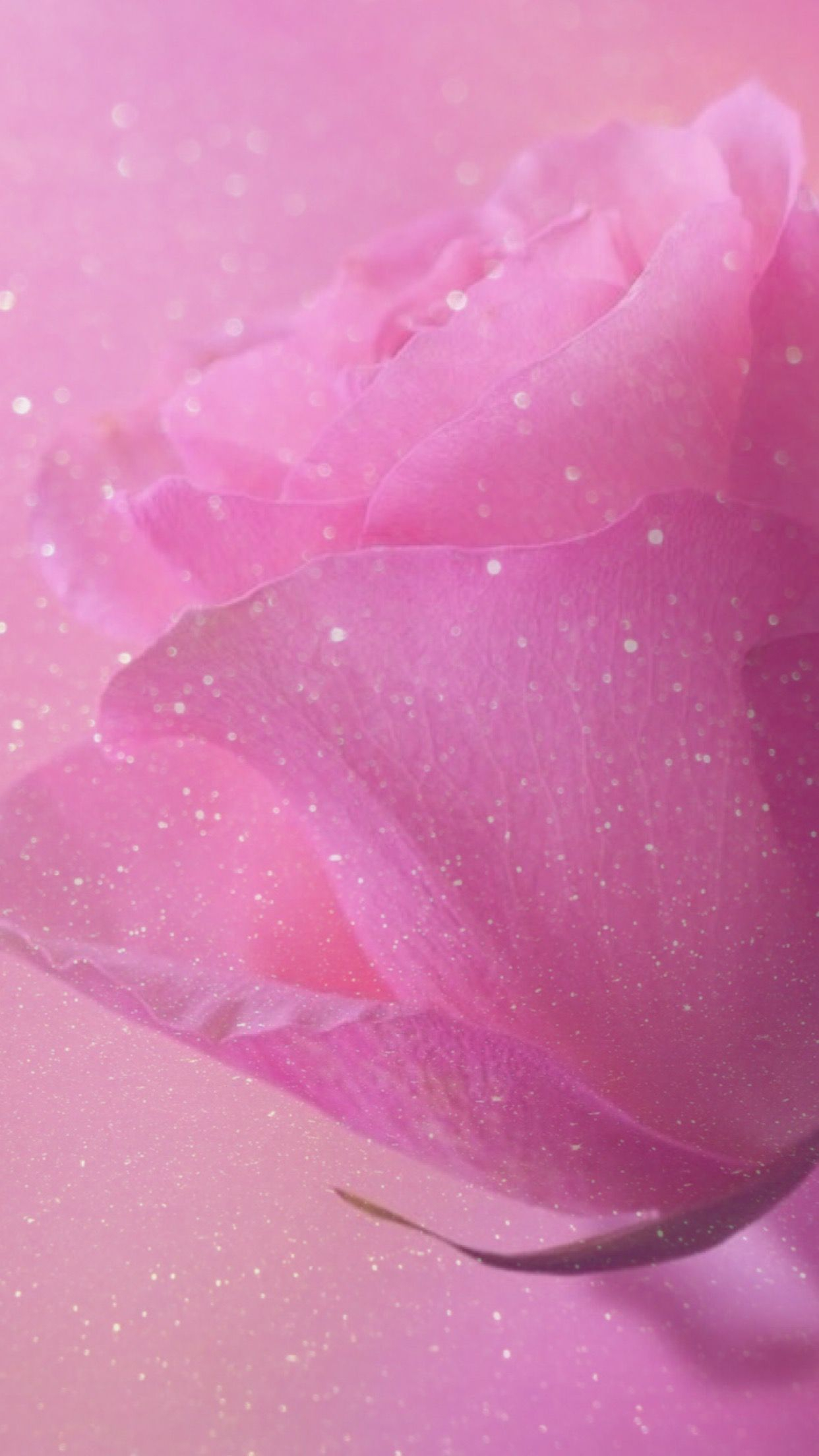 1242x2208 Rosy Pink Wallpapers
