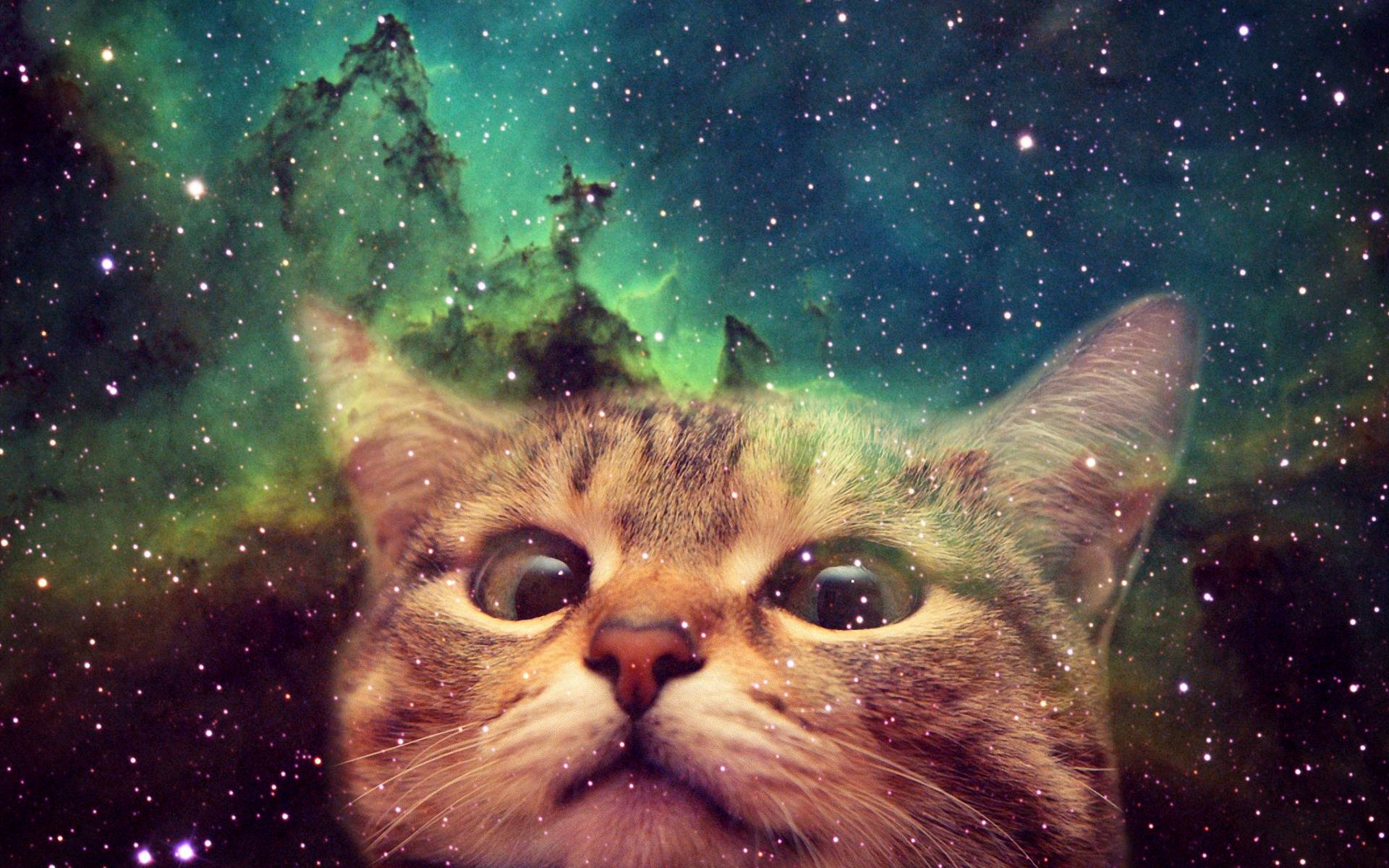 1920x1200 Cats in Space Wallpapers Top Free Cats in Space Backgrounds