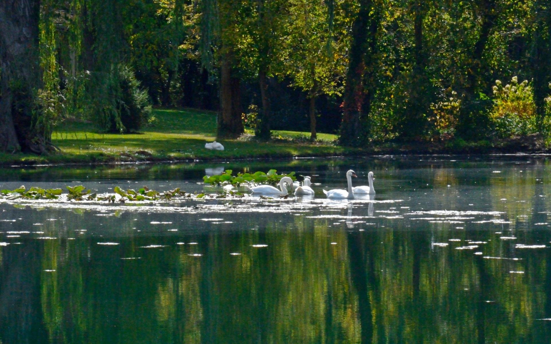 1920x1200 Lake nature water landscape reflection swan wallpaper | | 799632