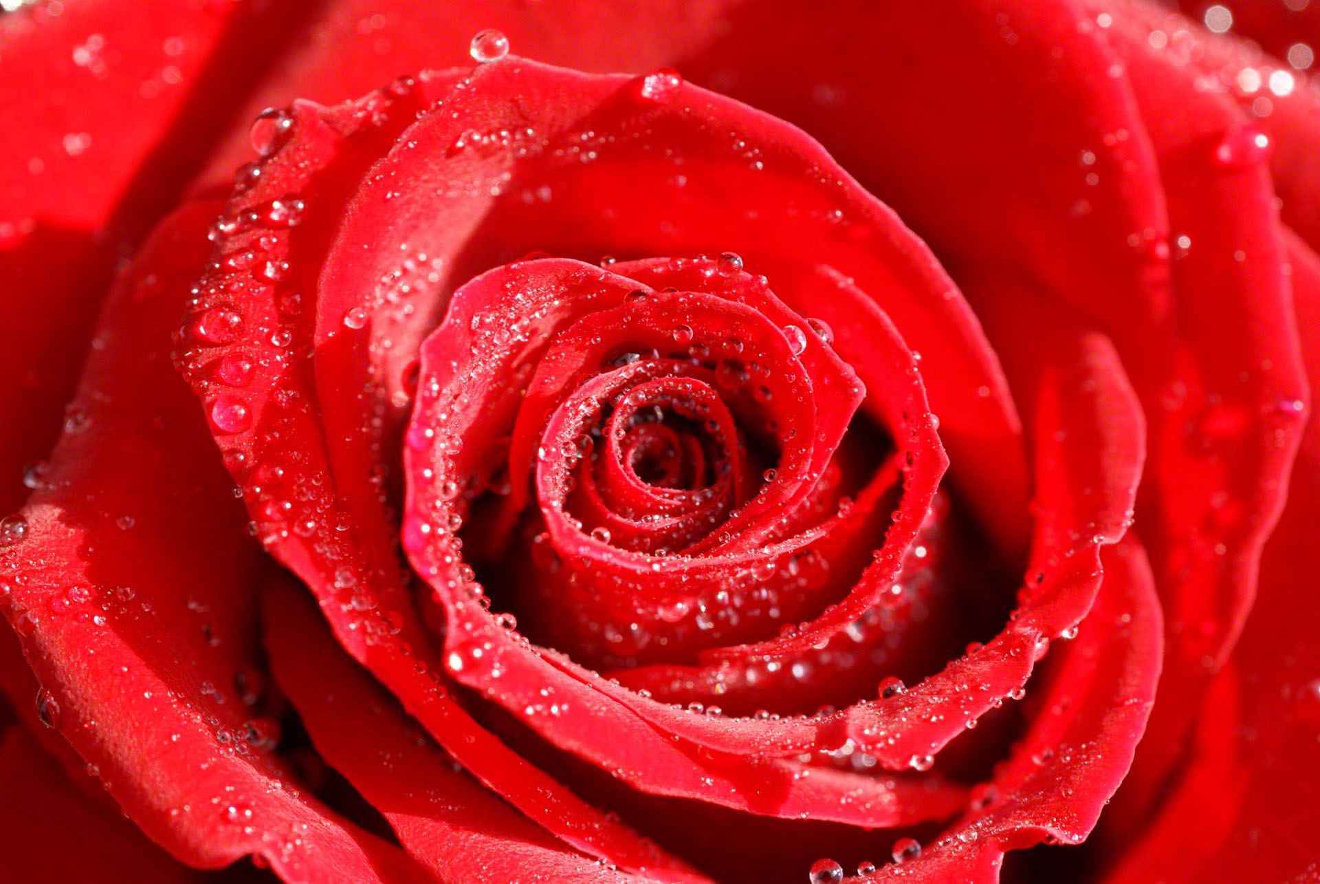 1920x1285 Roses flower, Roses photos, roses wallpaper for your desktop Red Rose, White Rose, Orange Rose, Pink