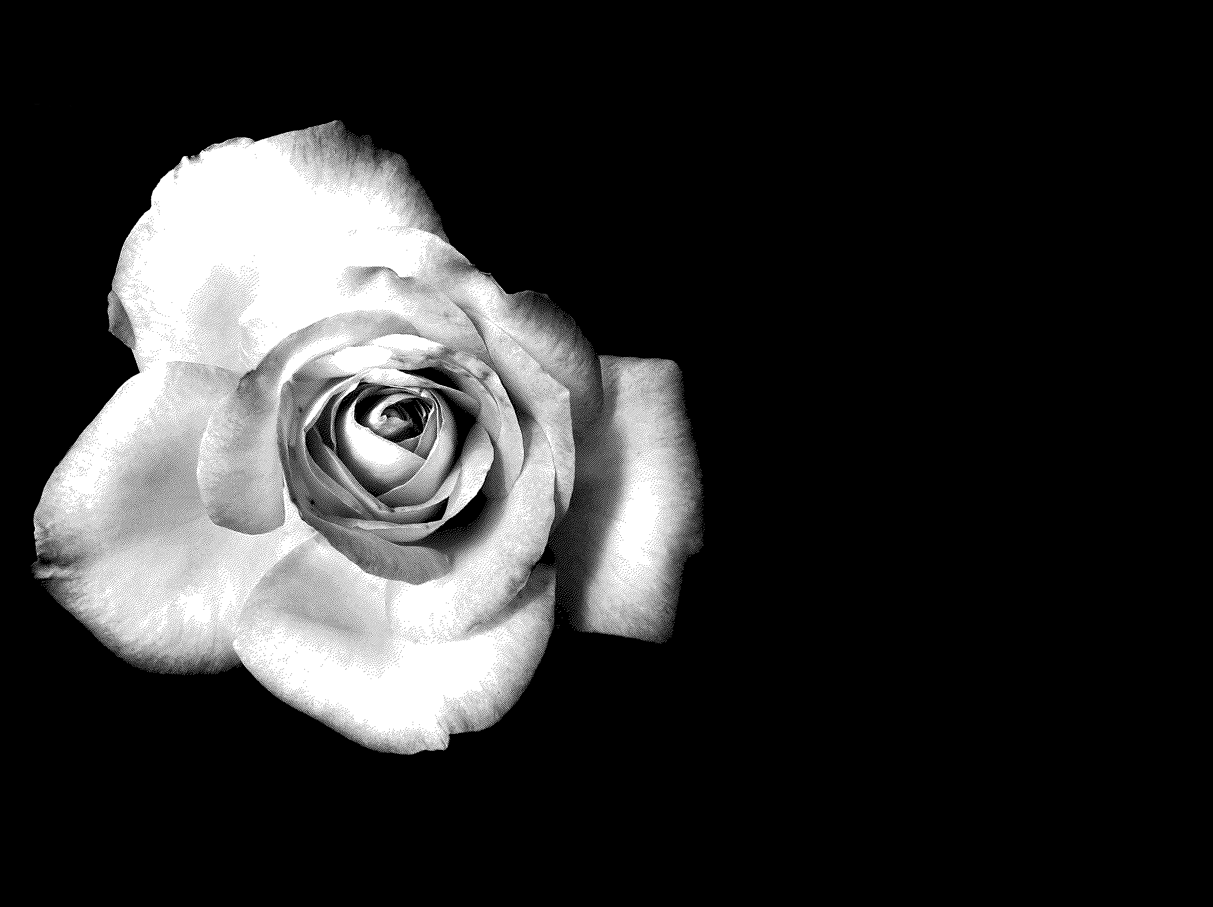 2431x1818 Free Black And White Roses Wallpaper, Download Free Black And White Roses Wallpaper png images, Free ClipArts on Clipart Library