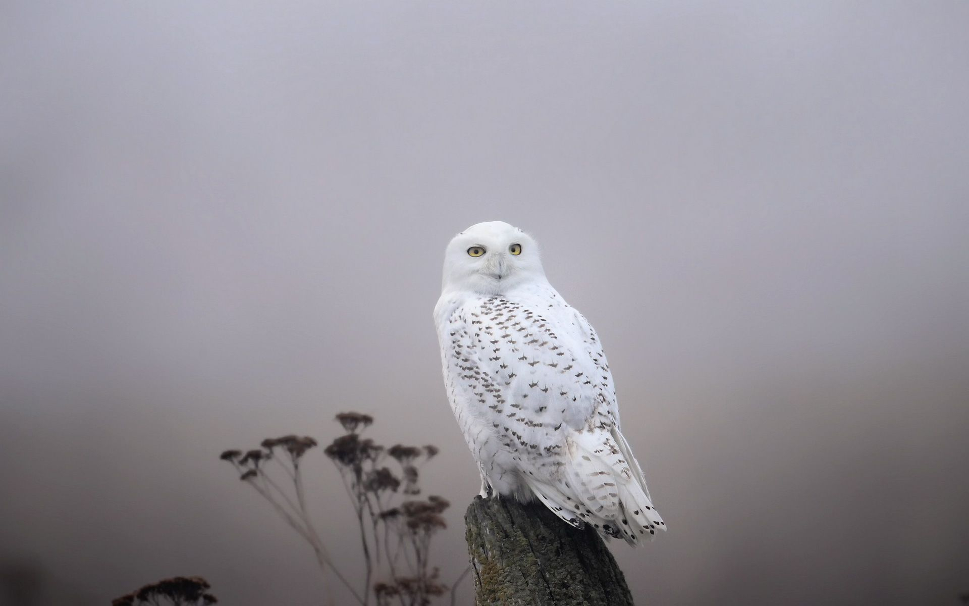 1920x1200 white owl wallpaper Google Search | Owl wallpaper, Snowy owl, Owl background