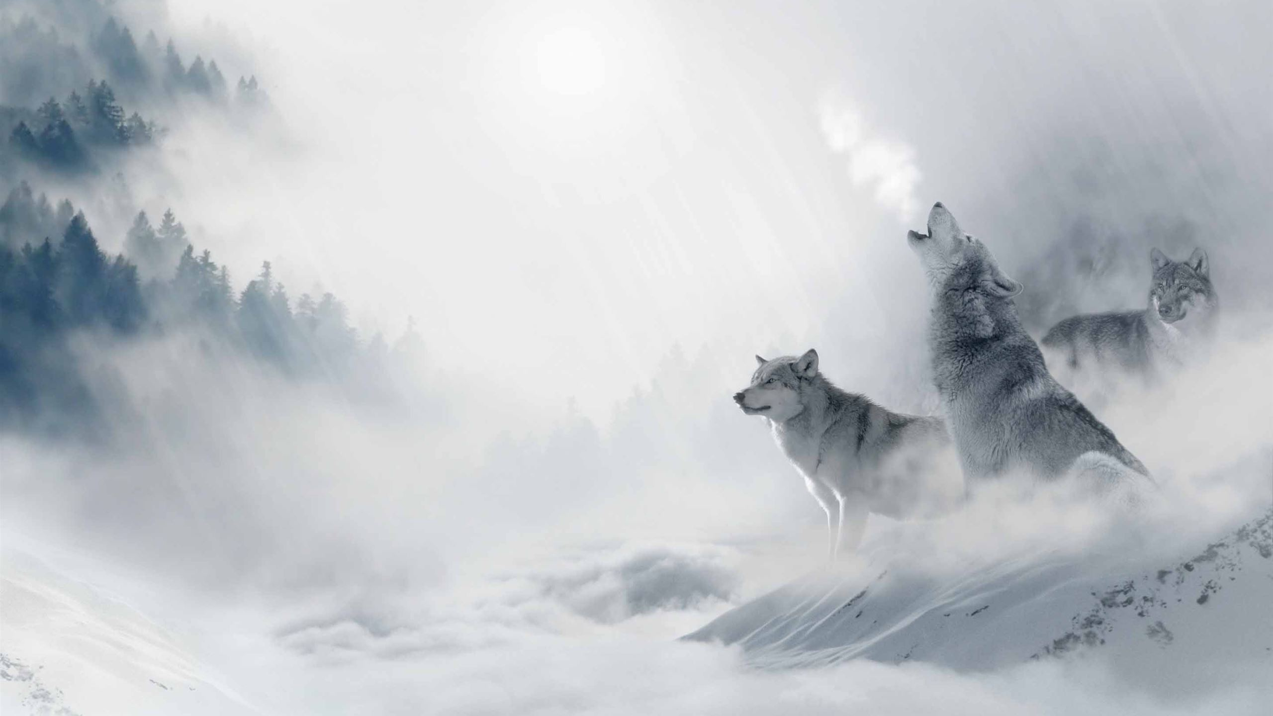 2560x1440 Wolf Howling MacBook Air Wallpaper Download