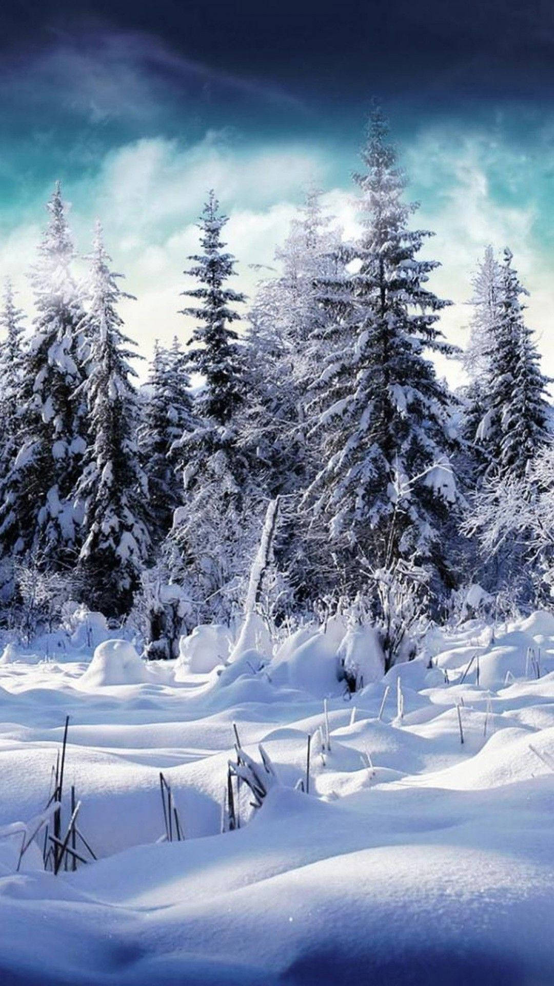 1080x1920 Download Winter Pine Trees Phone Wallpaper