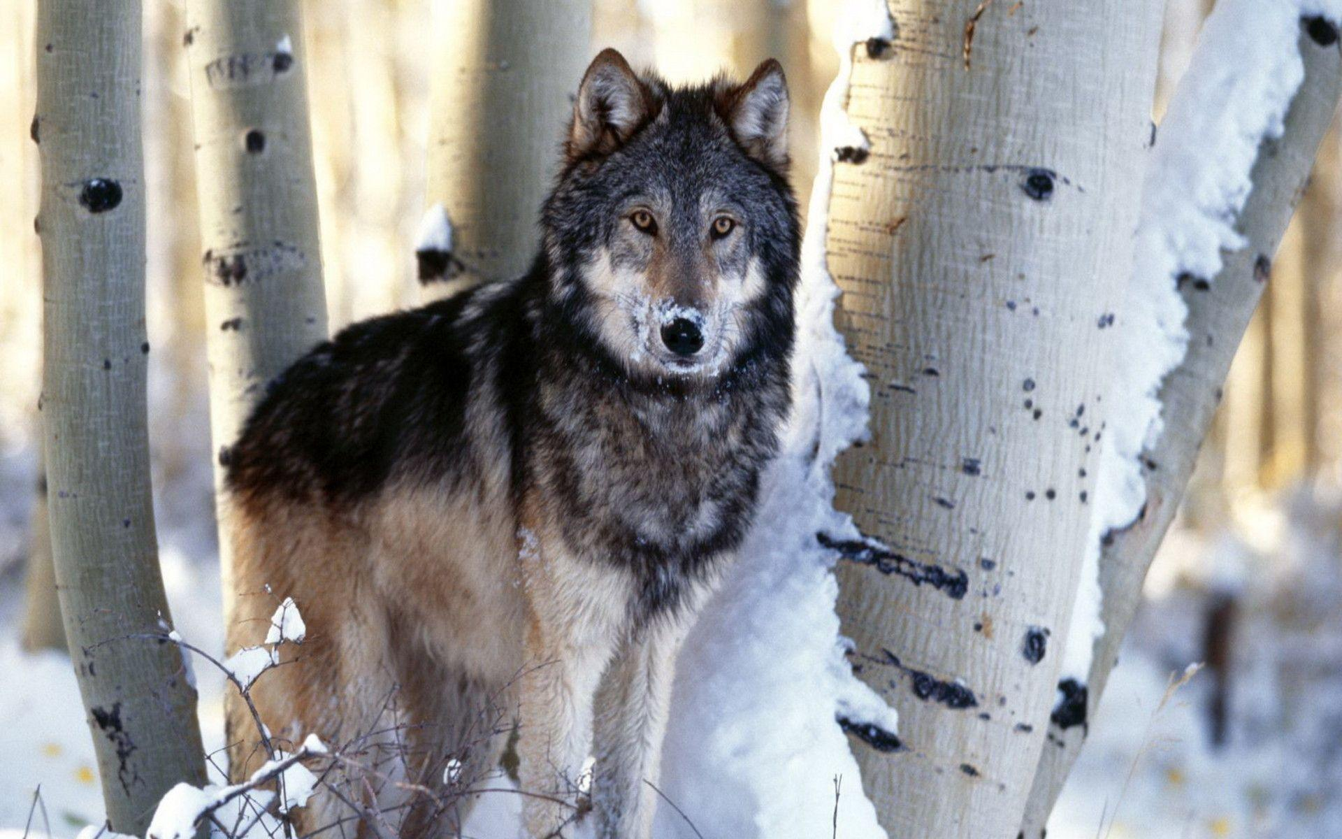 1920x1200 Timber Wolf Wallpapers Top Free Timber Wolf Backgrounds
