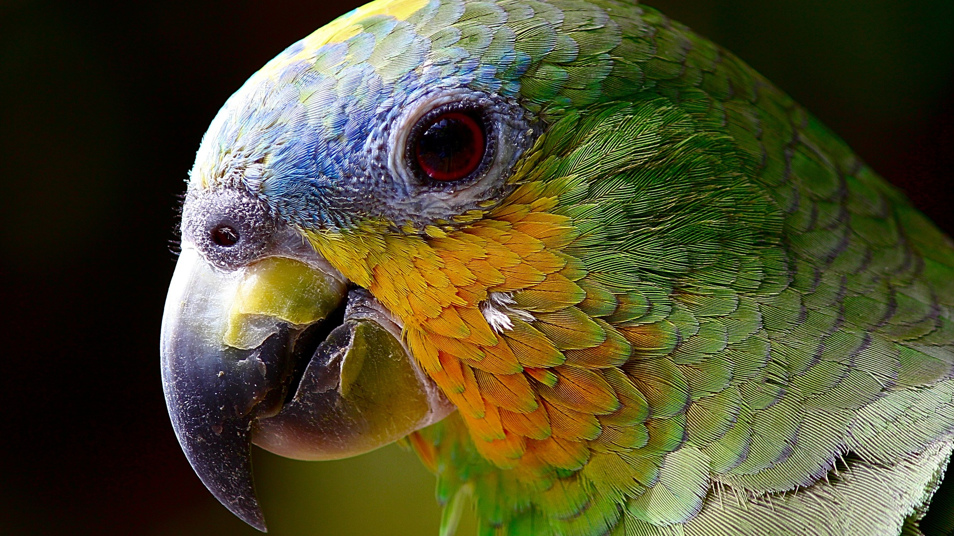 1920x1080 Parrot Colorful 4k Laptop Full HD 1080P HD 4k Wallpapers, Images, Backgrounds, Photos and Pictures