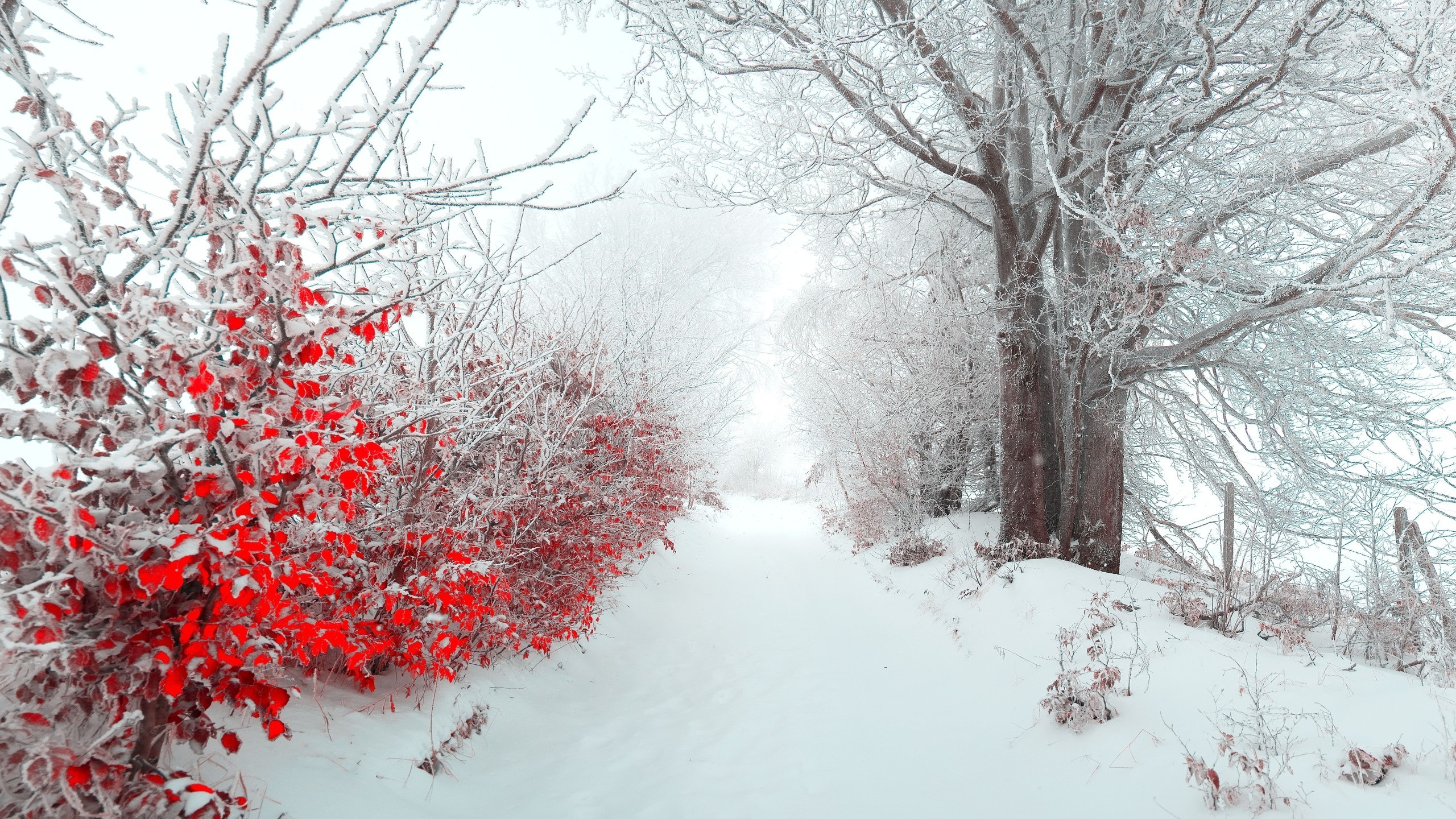 2560x1440 Red Winter Trees Wallpapers