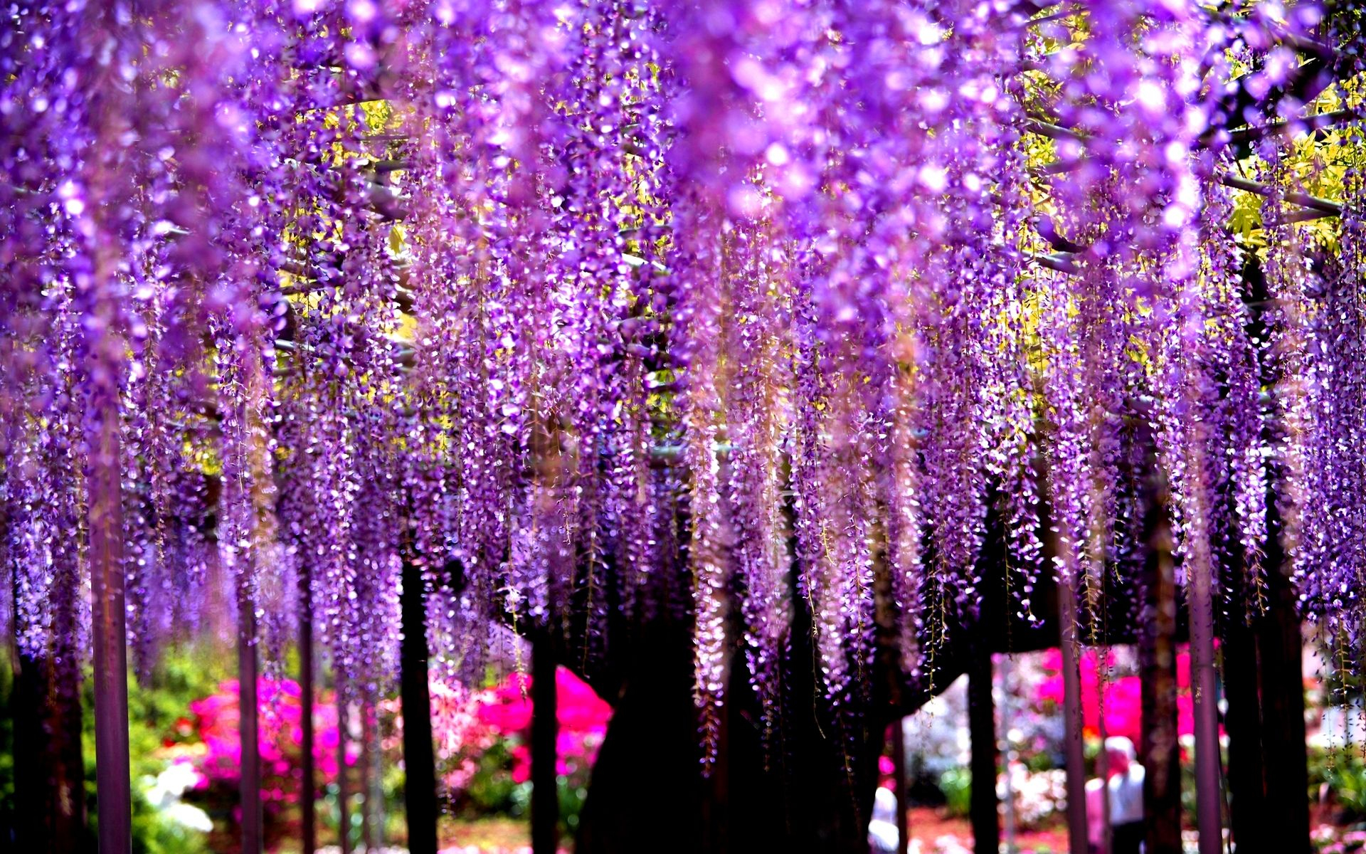 1920x1200 Wisteria Tree Wallpapers Top Free Wisteria Tree Backgrounds