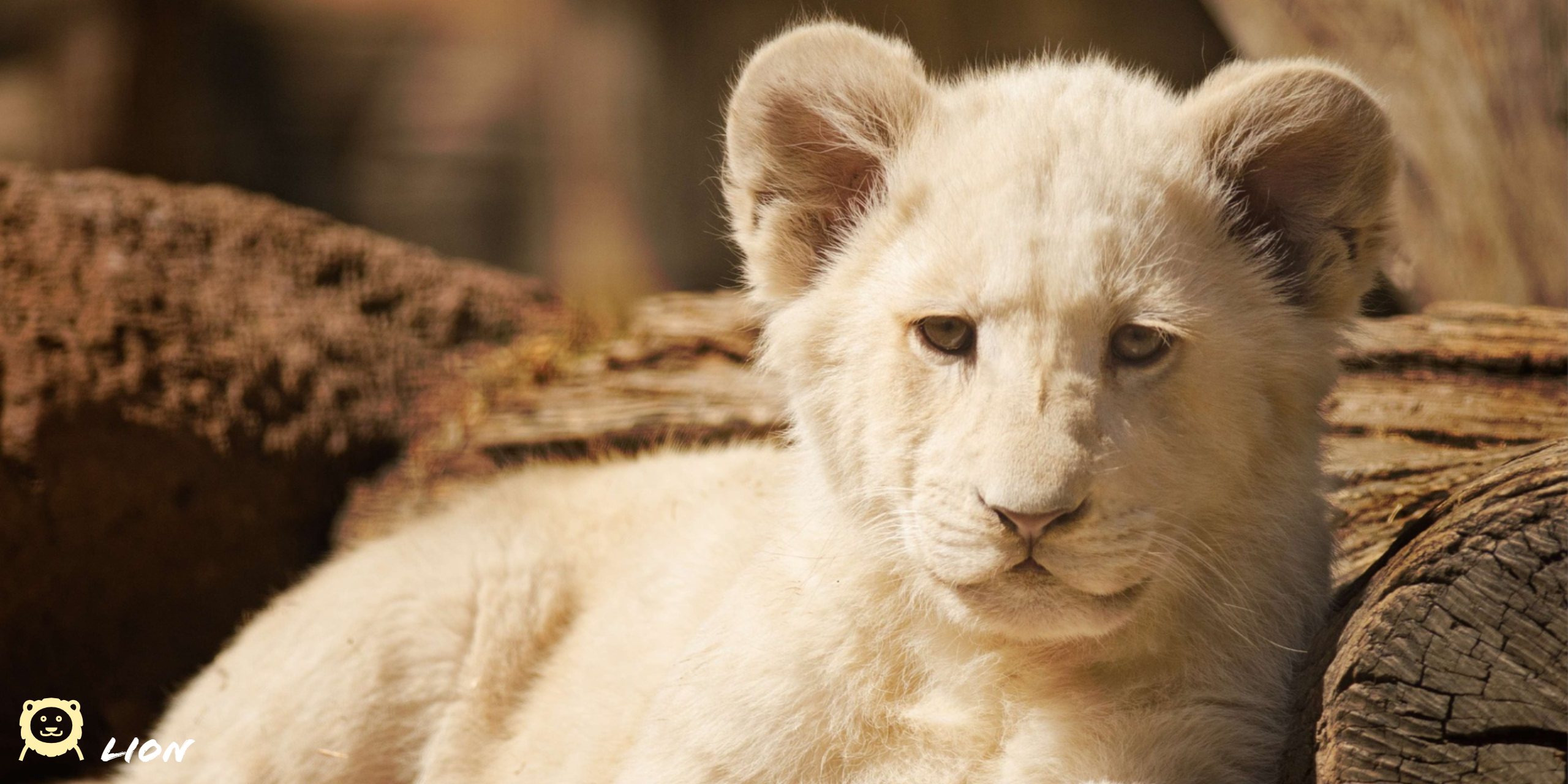 2560x1280 White Lion Cub HD Wallpaper